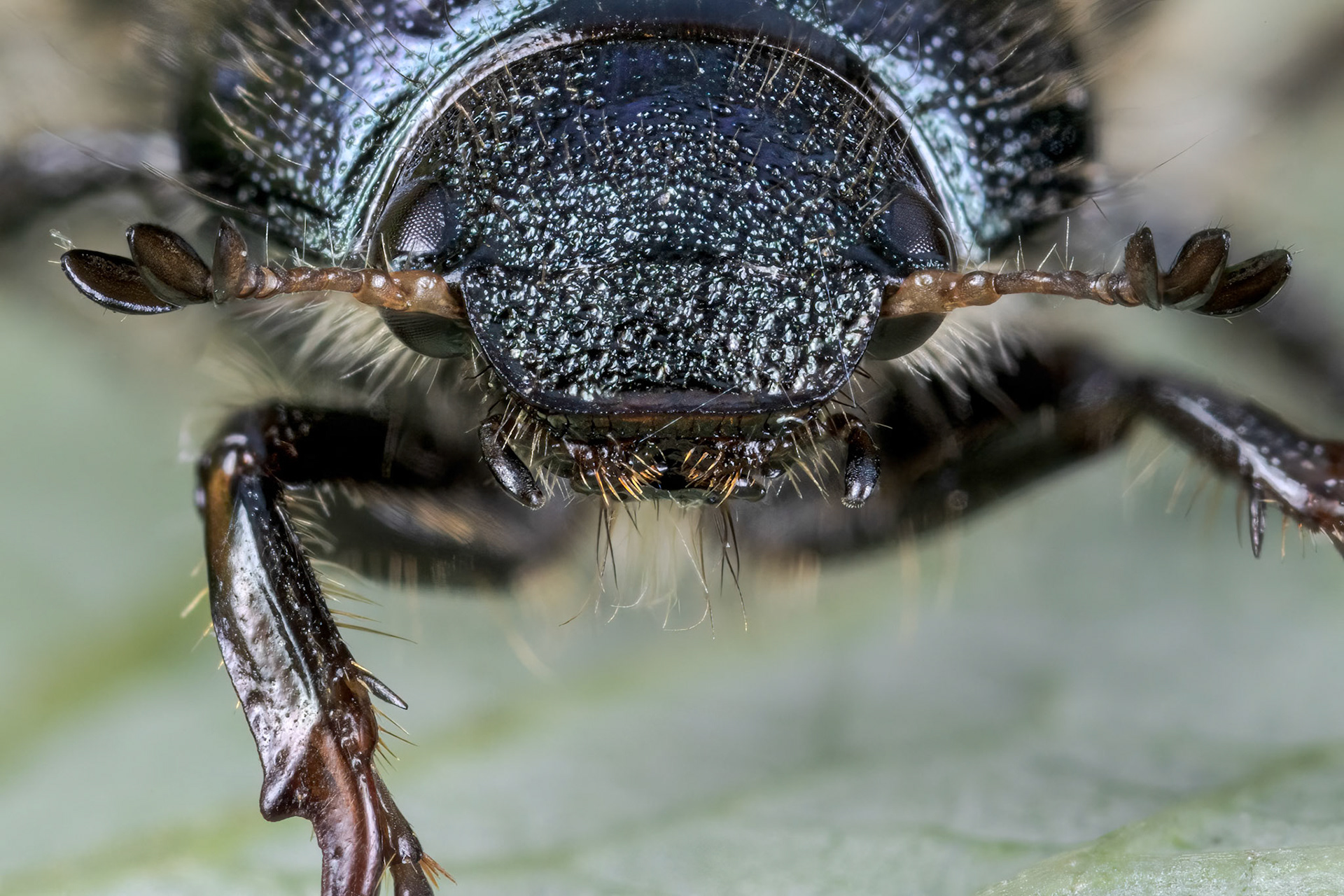 Phyllopertha horticola - Garden Chafer