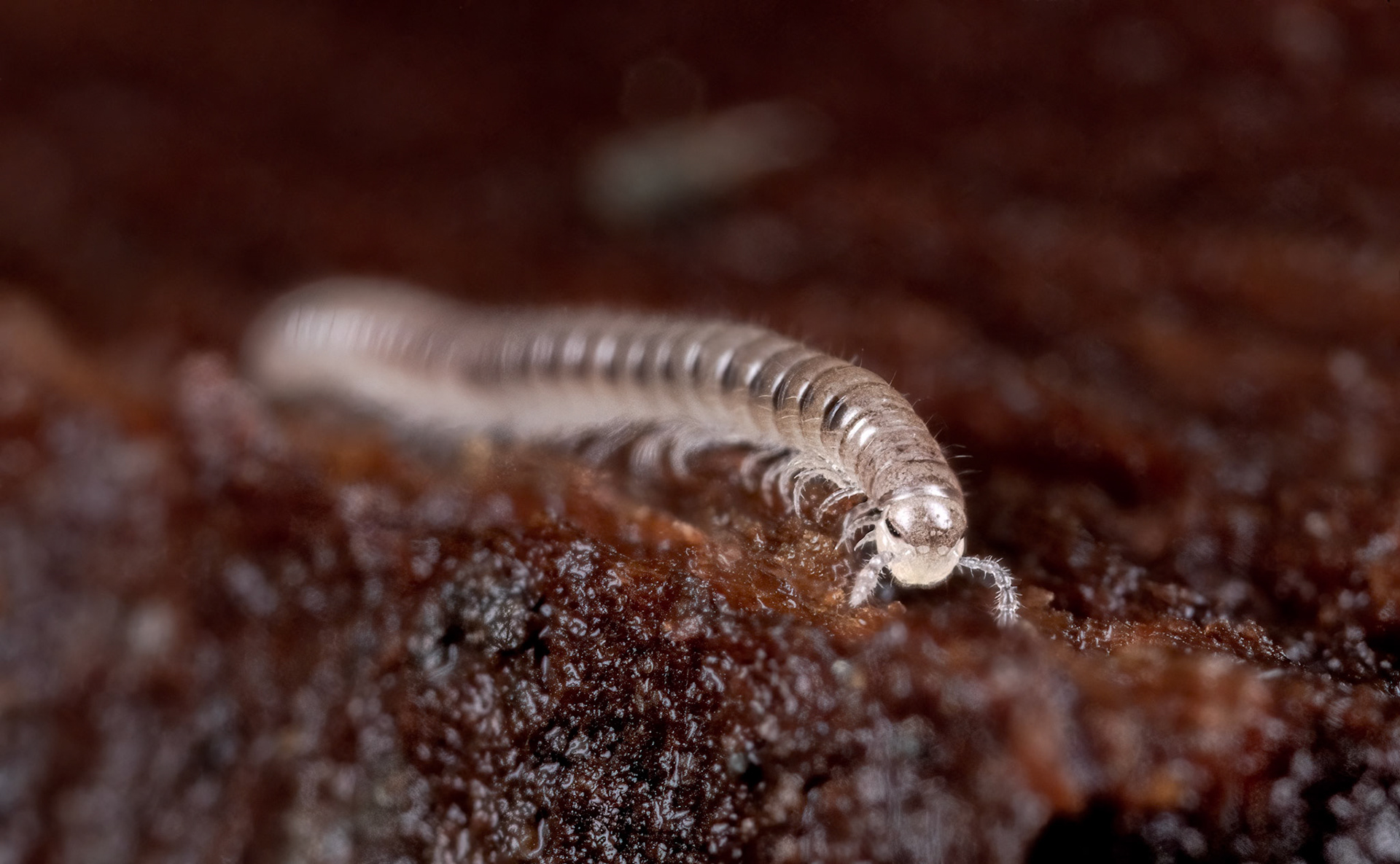Snake Millipede (Proteroiulus fuscus)