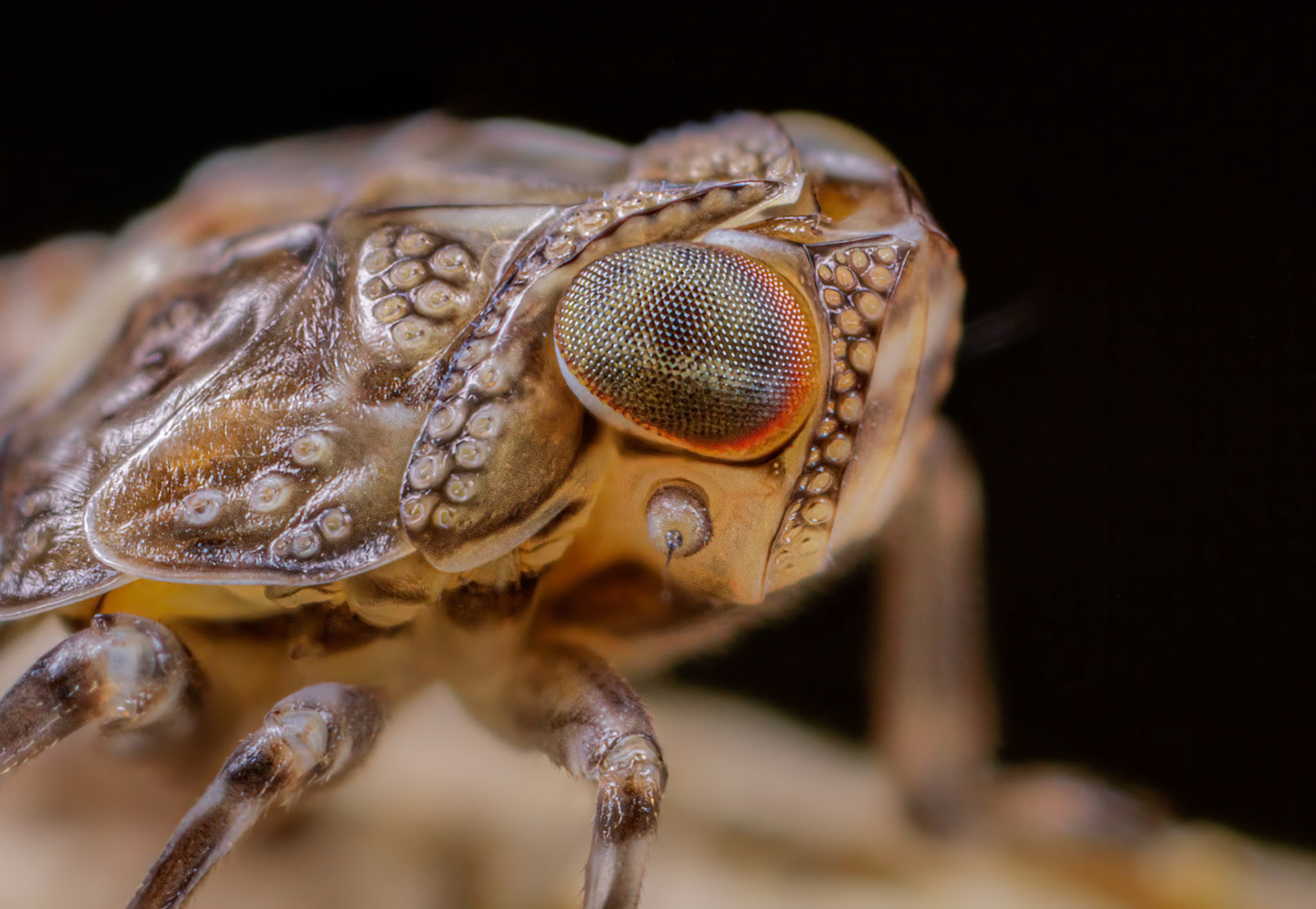 Planthopper Nymph (Cixiidae)
