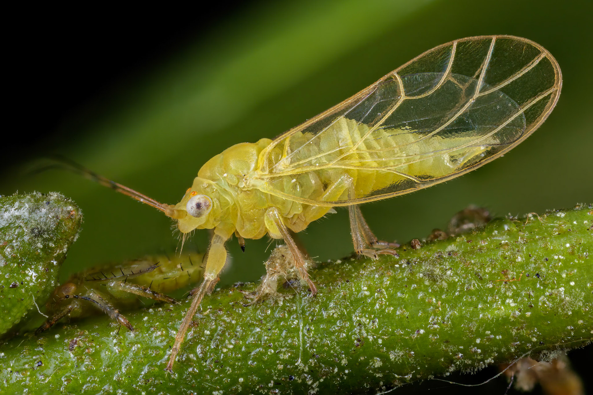 Jumping Plant Lice (Cacopsylla sorbi)