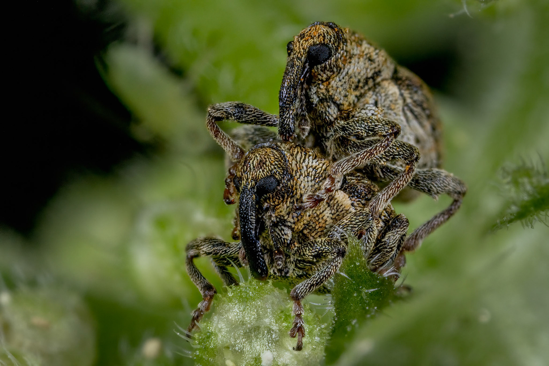 Nedyus quadrimaculatus