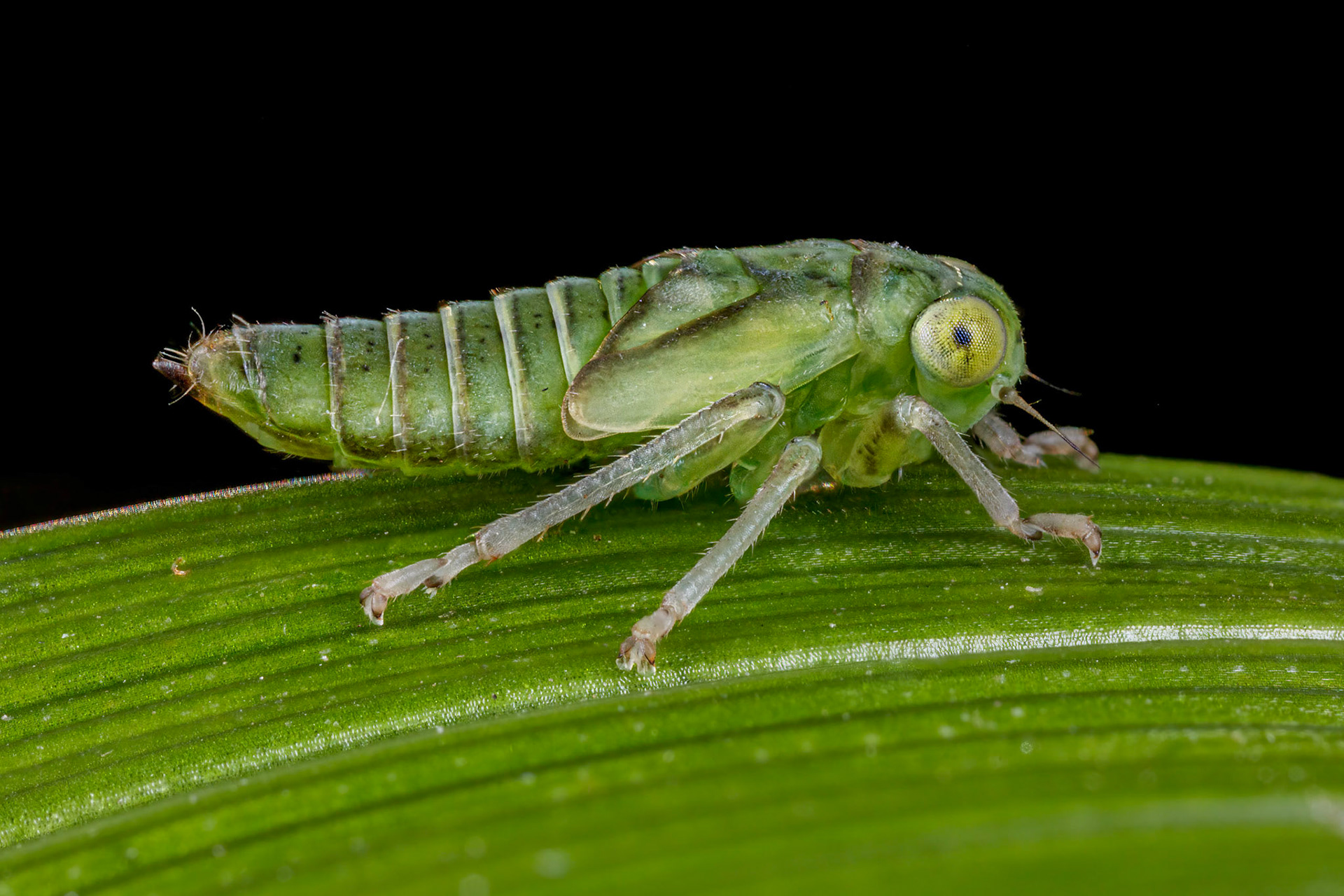 Uknown Leafhopper Nymph (Cicadellidae)