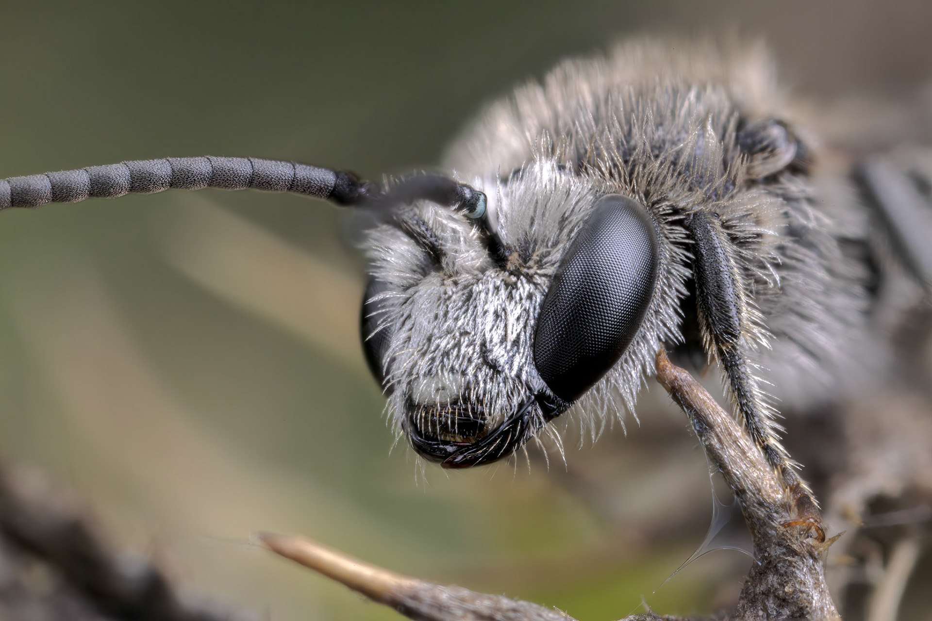 Grey Mining Bee (Andrena cineraria)