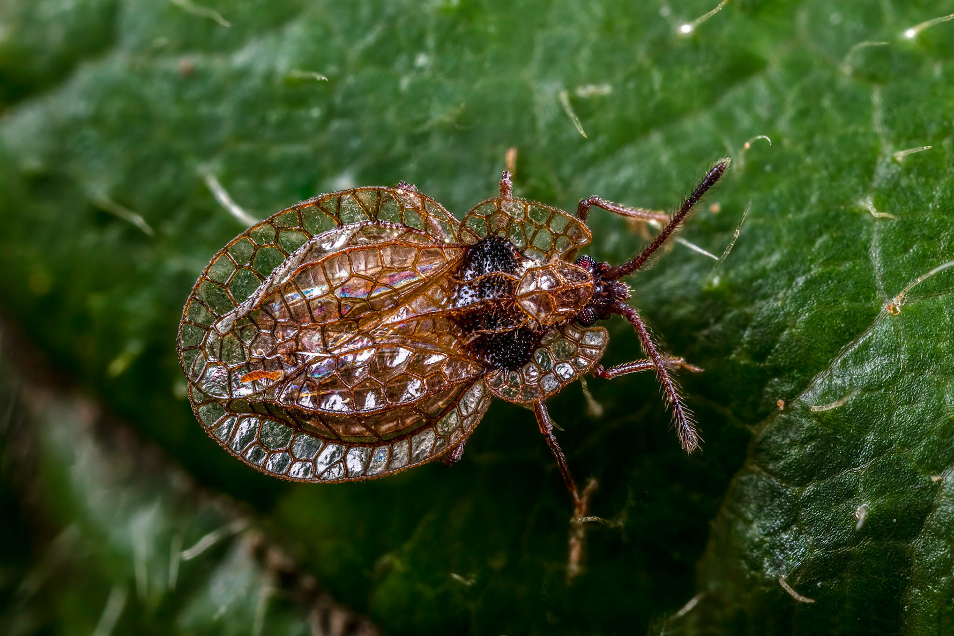Lacebug (Derephysia foliacea)