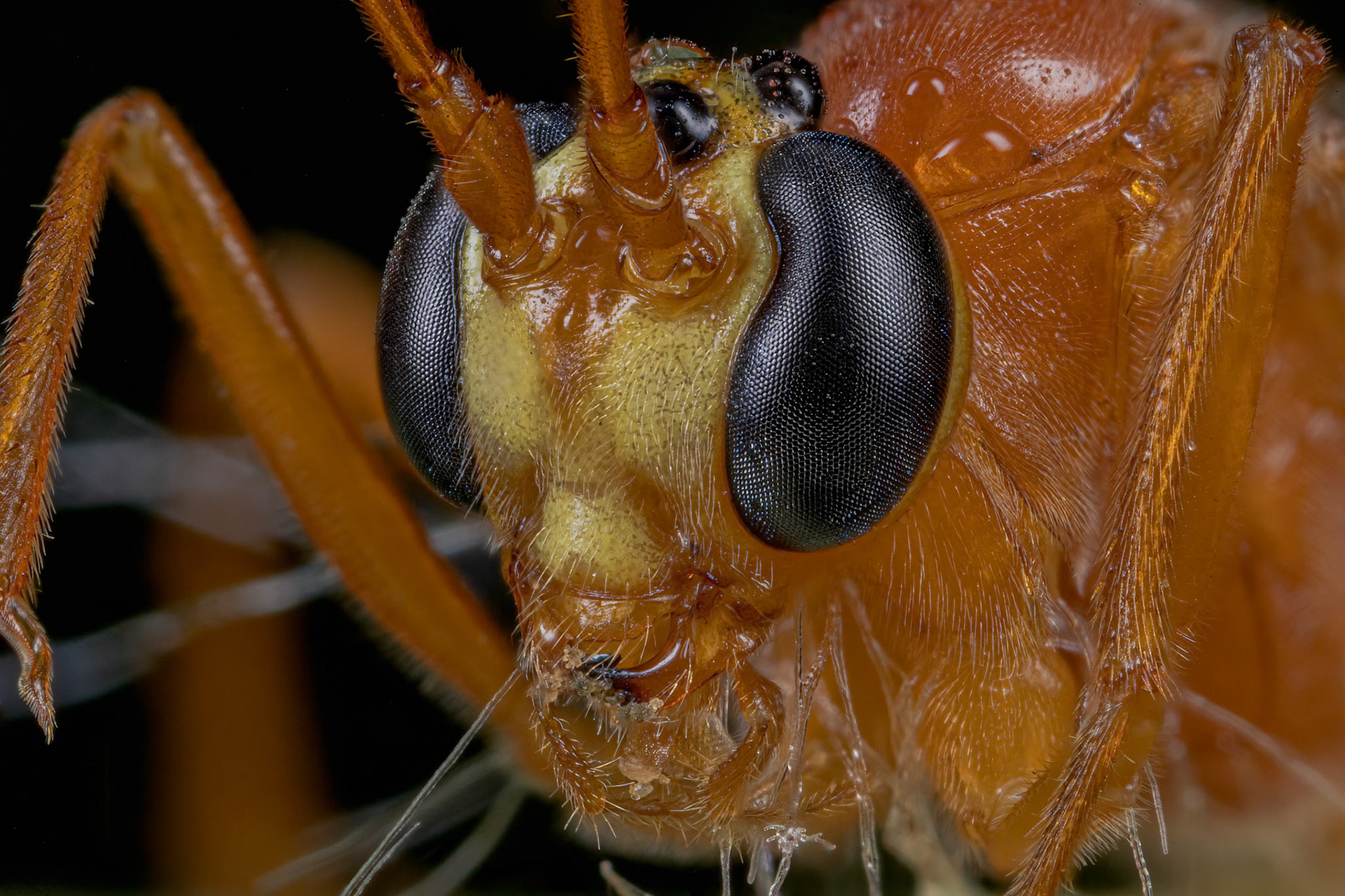 Ichneumon Parasitoid Wasp (Enicospilus ramidulus)