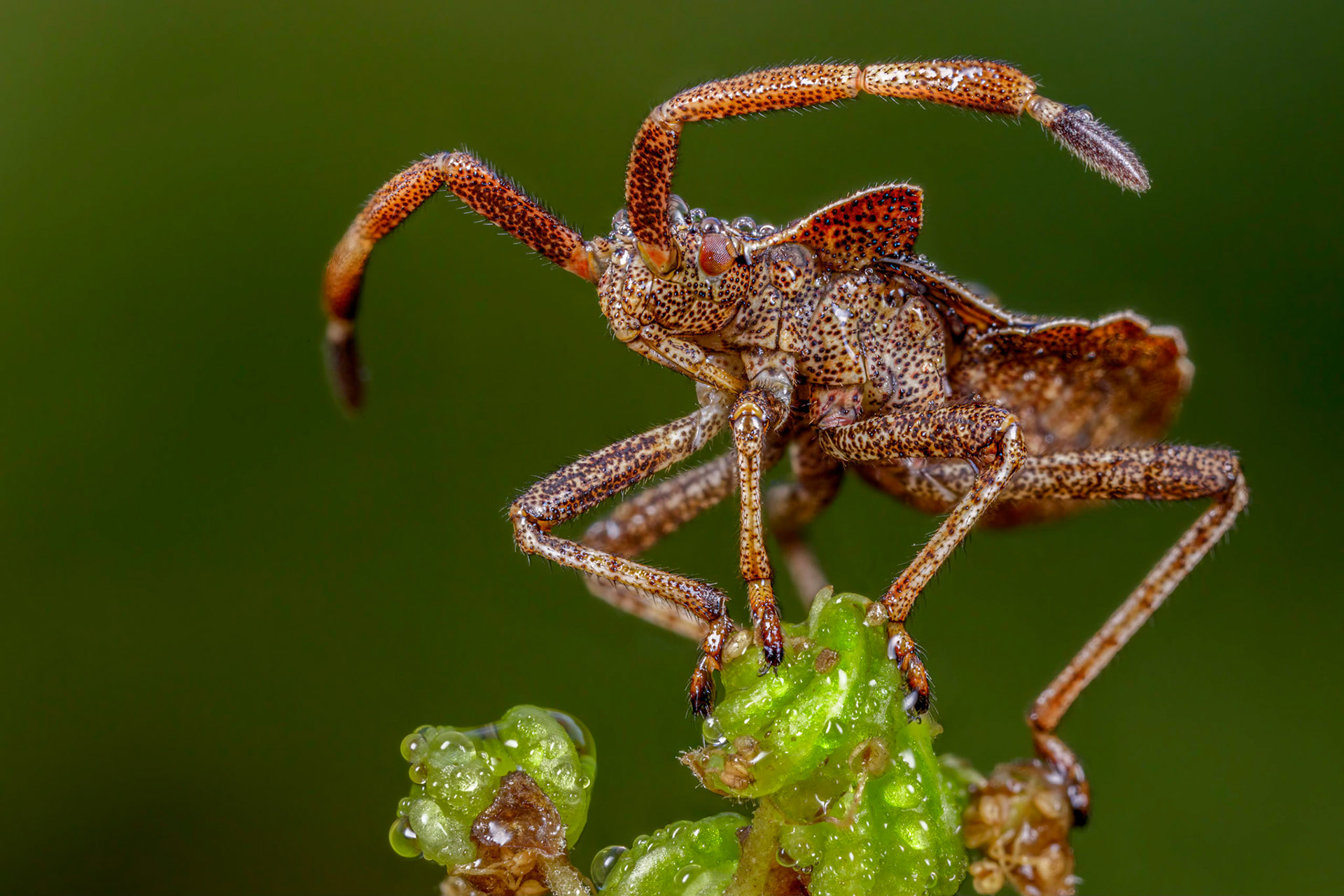 Dock Bug Nymph (Coreus marginatus)