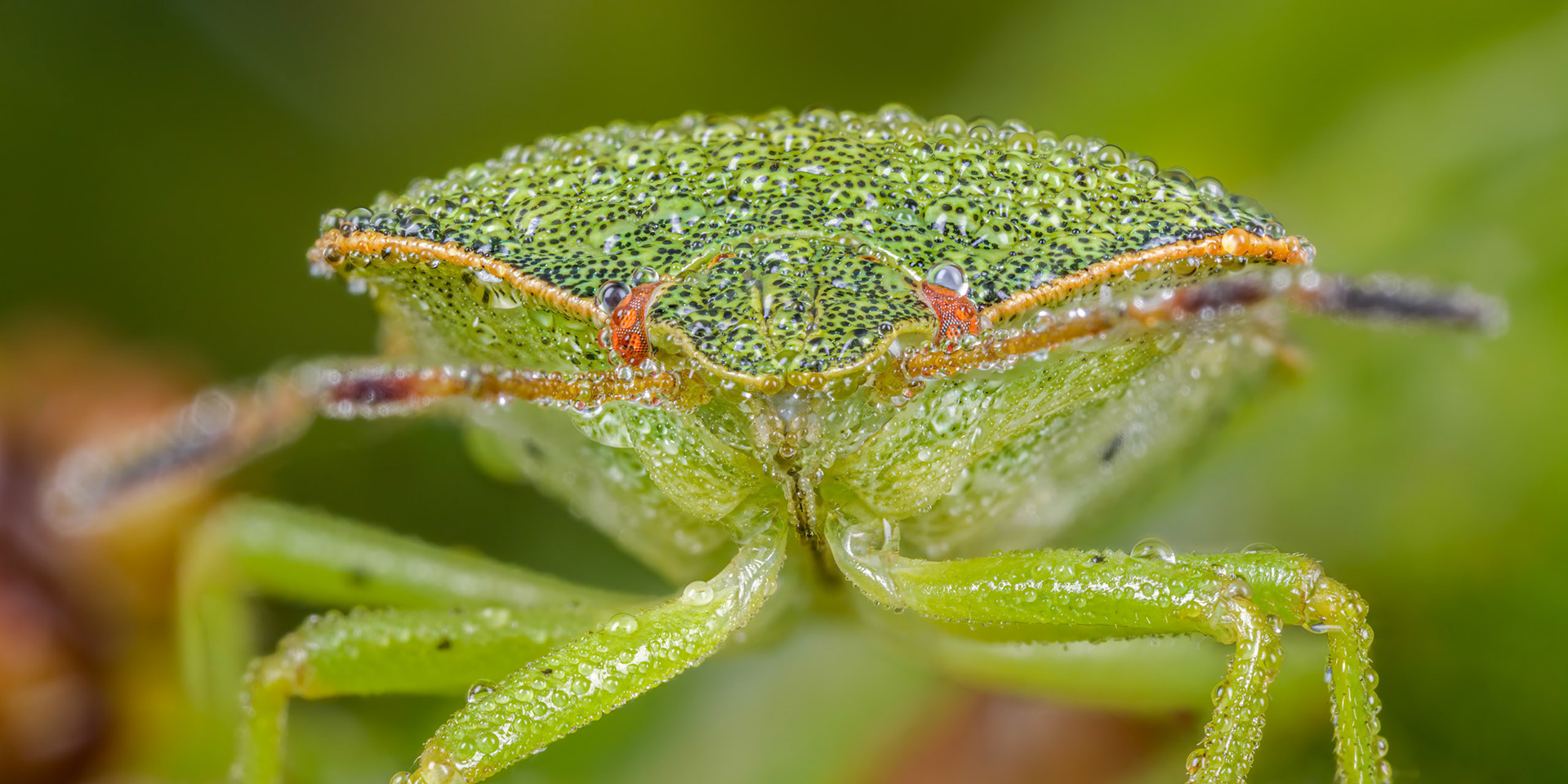 Common Green Shieldbug Nymph (Palomena prasina)