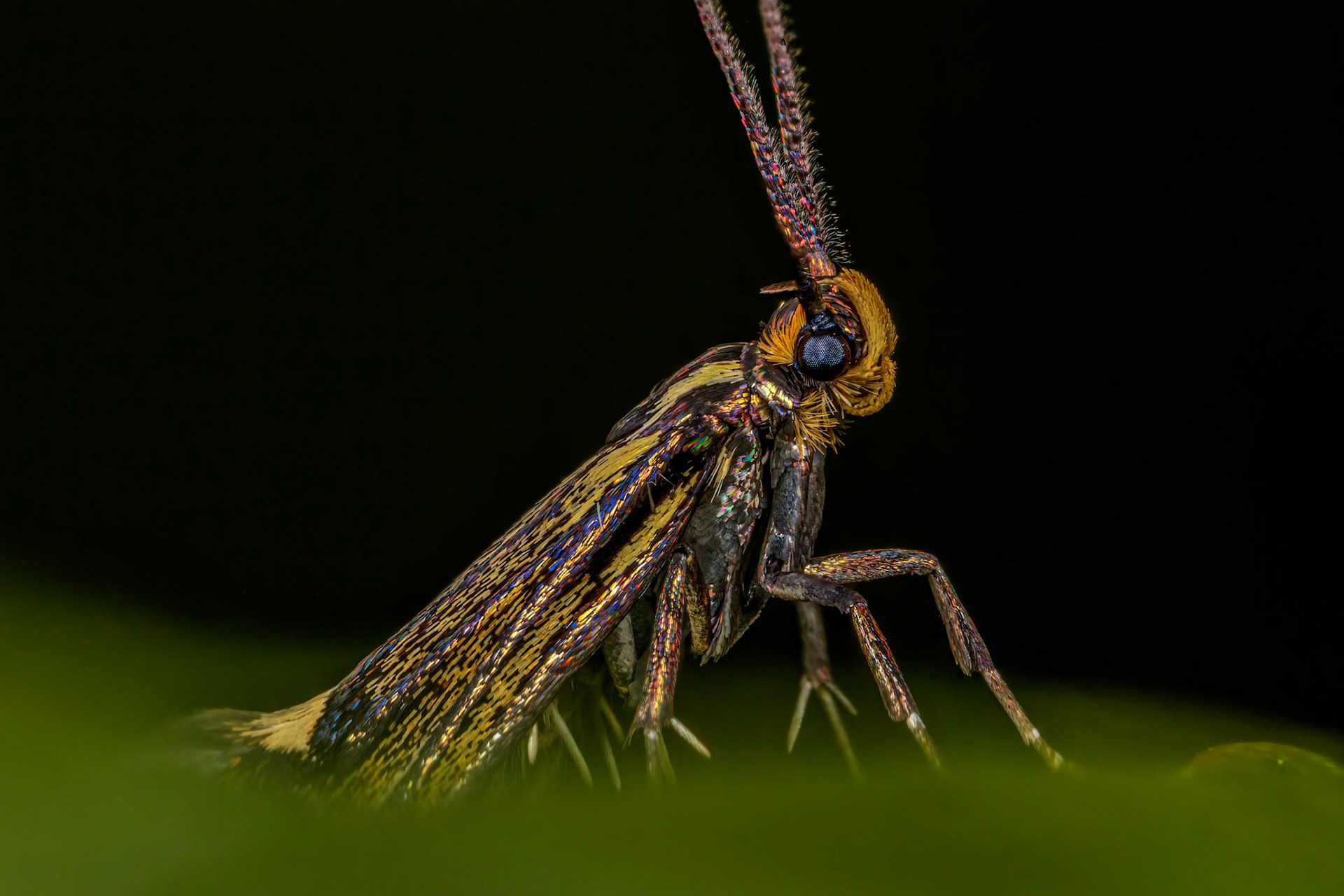 Photo Stack: 10Crop: 2x3Magnification: 6x-8x28.019 BF649Esperia sulphurella(Fabricius, 1775)Wingspan 12-16 mm.A tiny, chocolate-brown moth, marked with lemon-yellow. It rests with its antennae held forward, which are marked with whitish about two-thirds along their length.Usually found in woodland, lanes, hedgerows and gardens throughout the UK, north to central Scotland. It flies during the day, in May and June, and the larvae feed on dead and decaying wood and associated fungi of many native deciduous trees.It flies during the day, in May and June, and the larvae feed on dead wood.https://www.ukmoths.org.uk/species/esperia-sulphurella/adult-2/https://uknature.co.uk/moths/E.sulphurella-info.html
