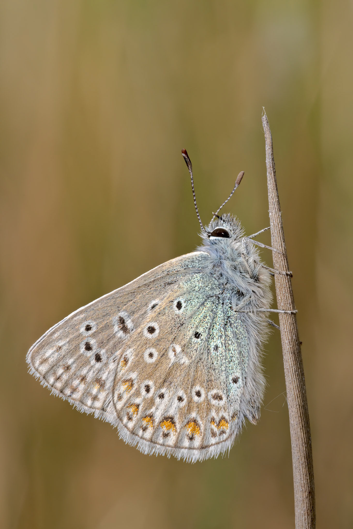 Common Blue (Polyommatus icarus)
