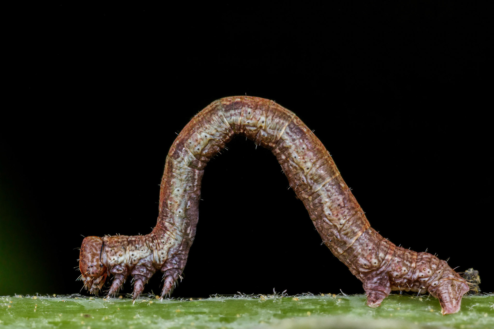 Geometer Moth Caterpillar (Geometridae)