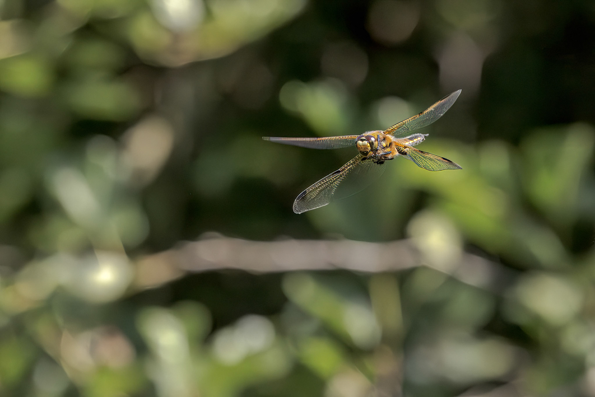 Four-spotted Chaser (Libellula quadrimaculata)