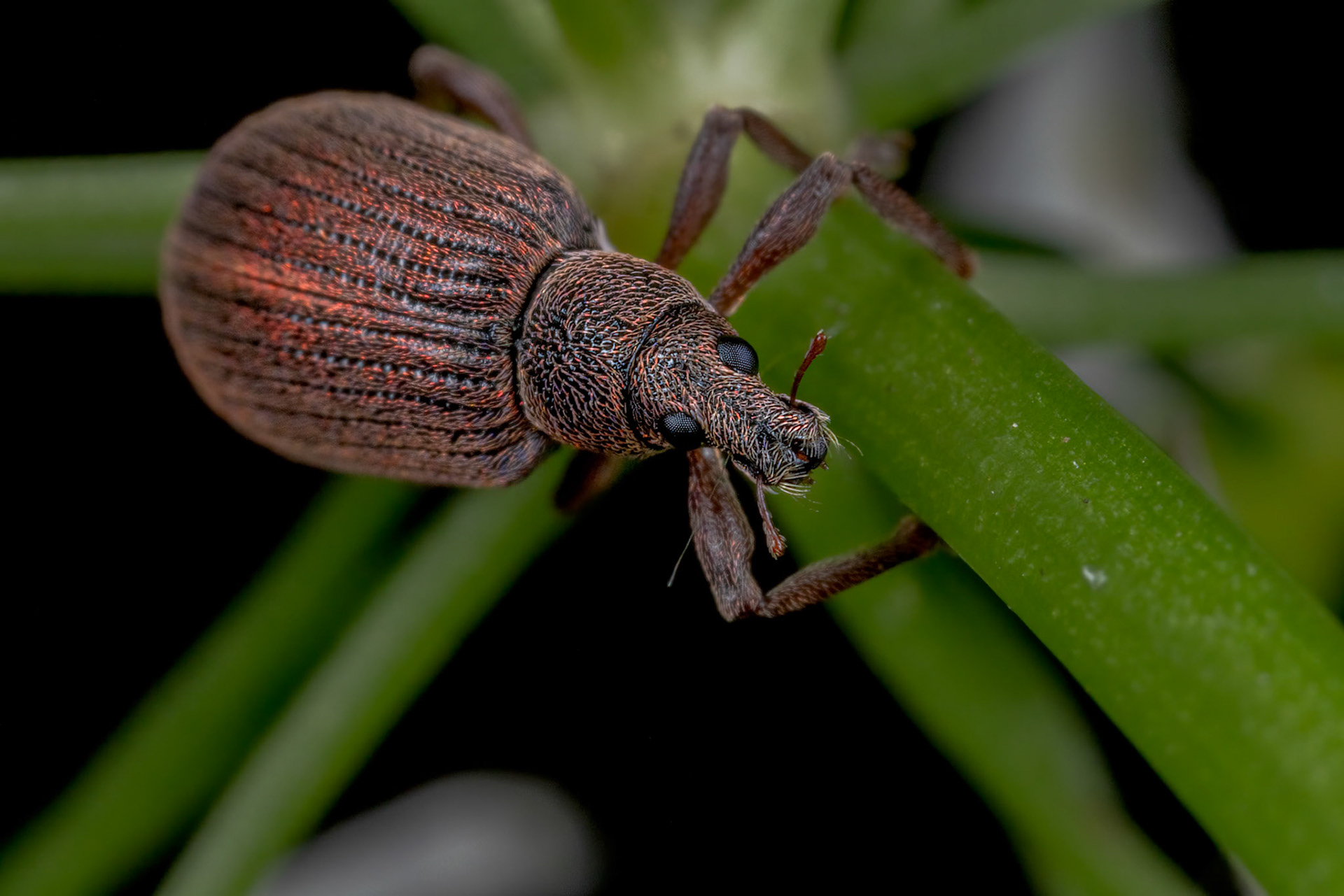 Broad-nosed Weevil (Polydrusus cervinus)