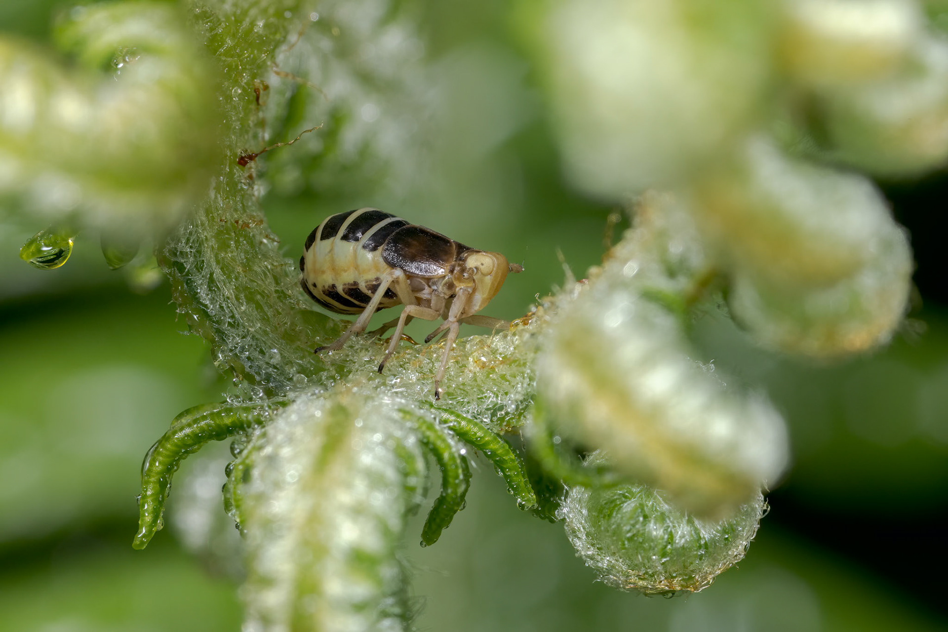 Bracken Planthopper (Ditropis pteridis)