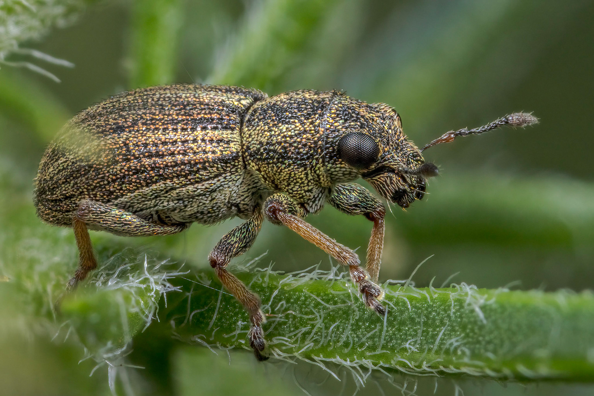  Pea-leaf Weevil (Sitona lineatus)