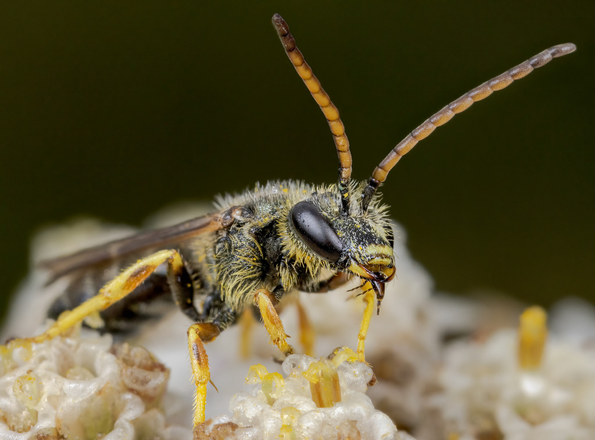 Common Furrow-bee (Lasioglossum calceatum)