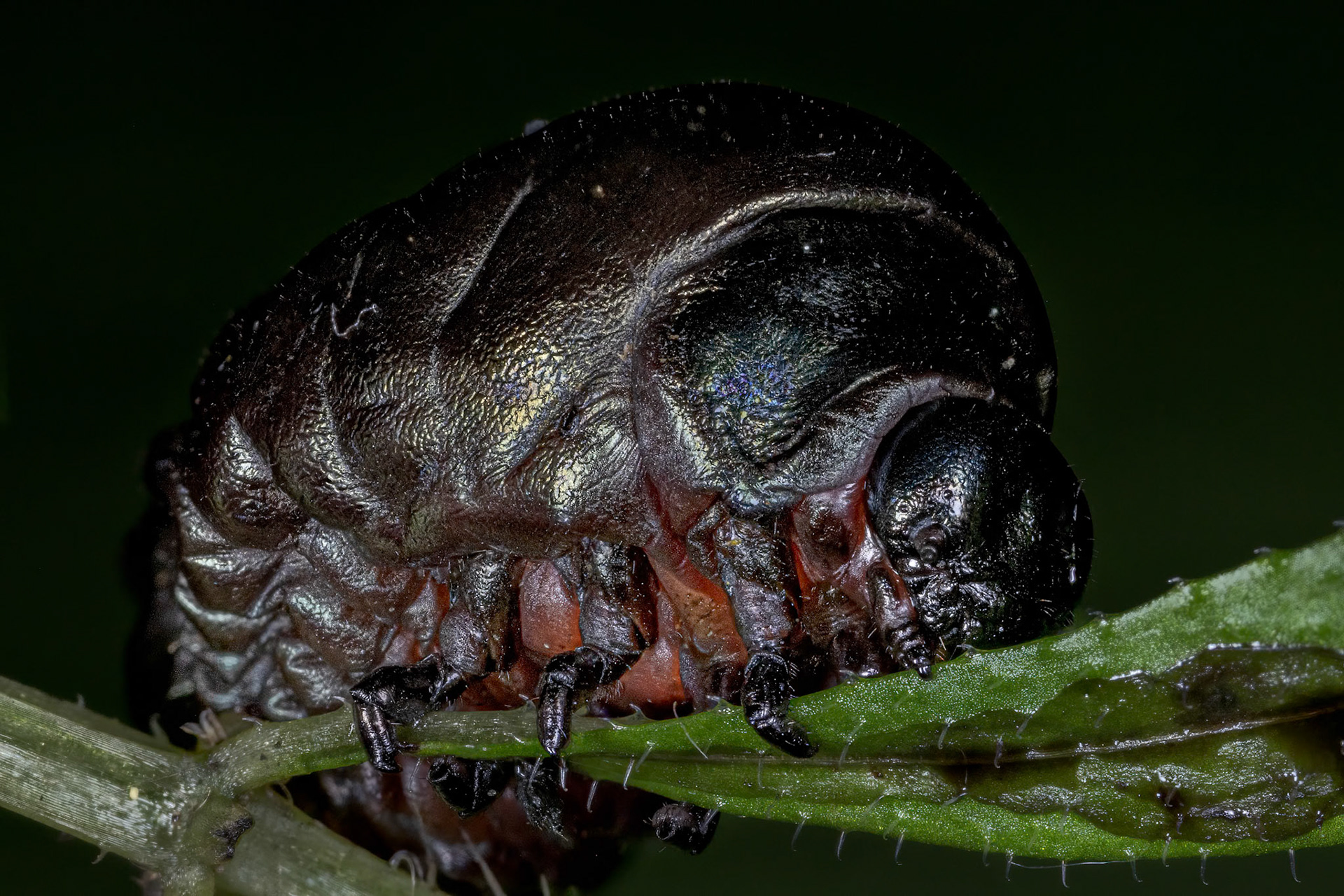 Bloody-nosed Beetle Pupa