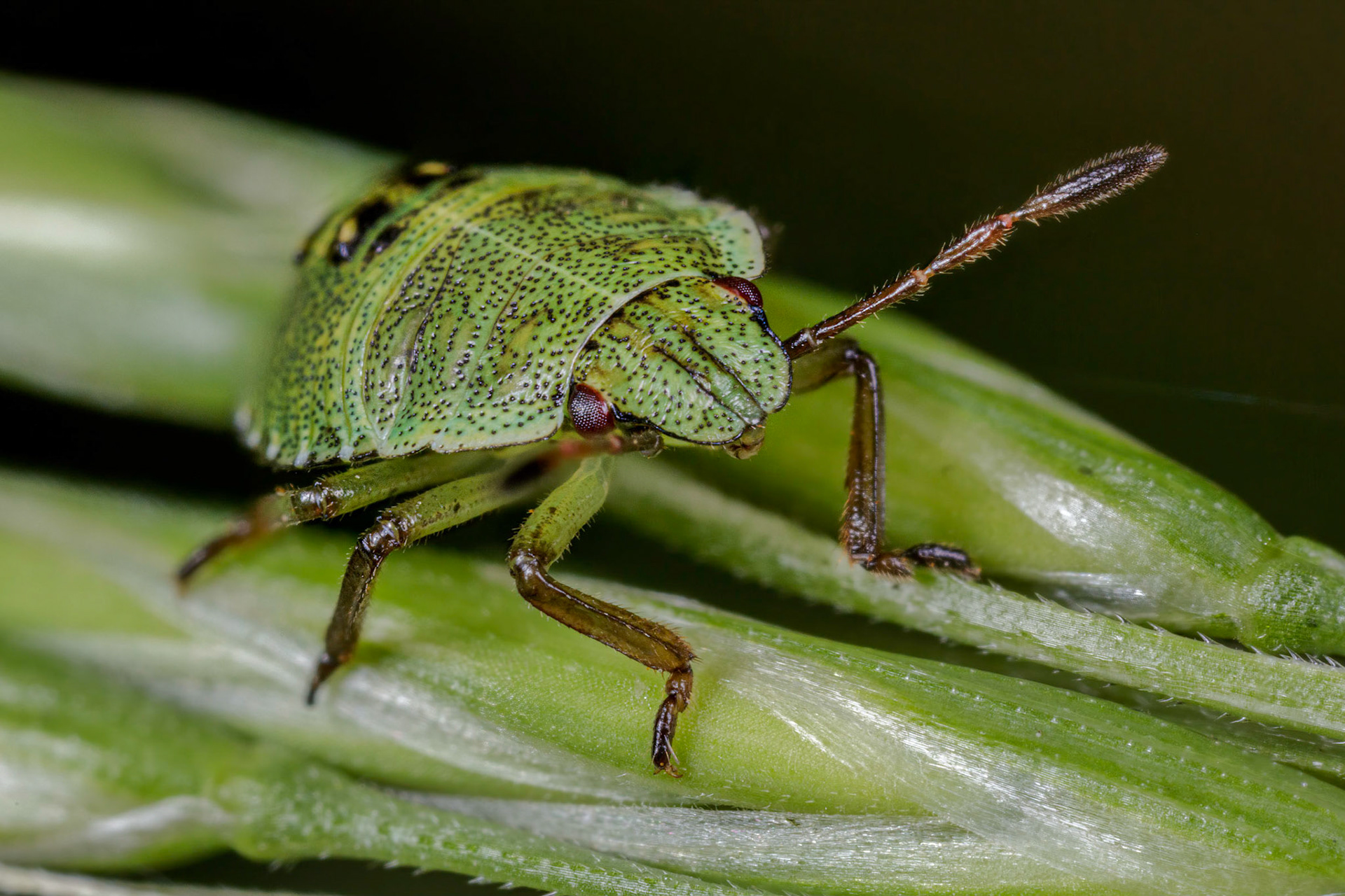 Common Green Shieldbug Nymph (Palomena prasina)