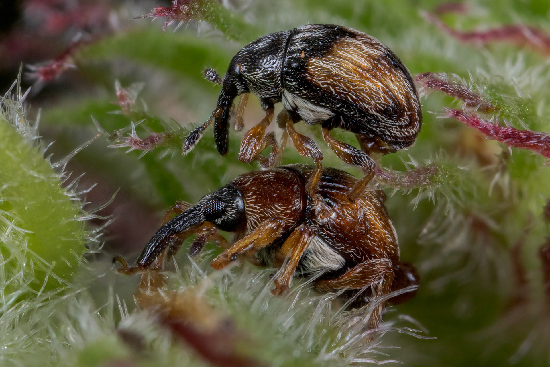Nanophyes marmoratus