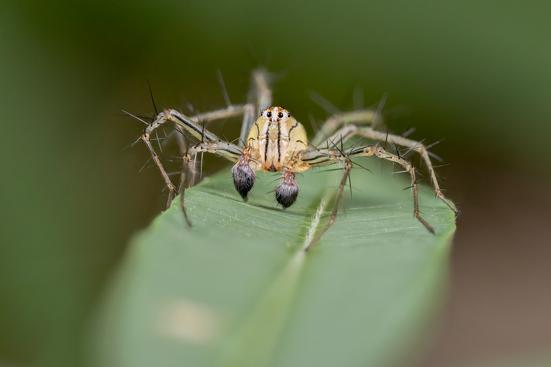 Lynx Spider