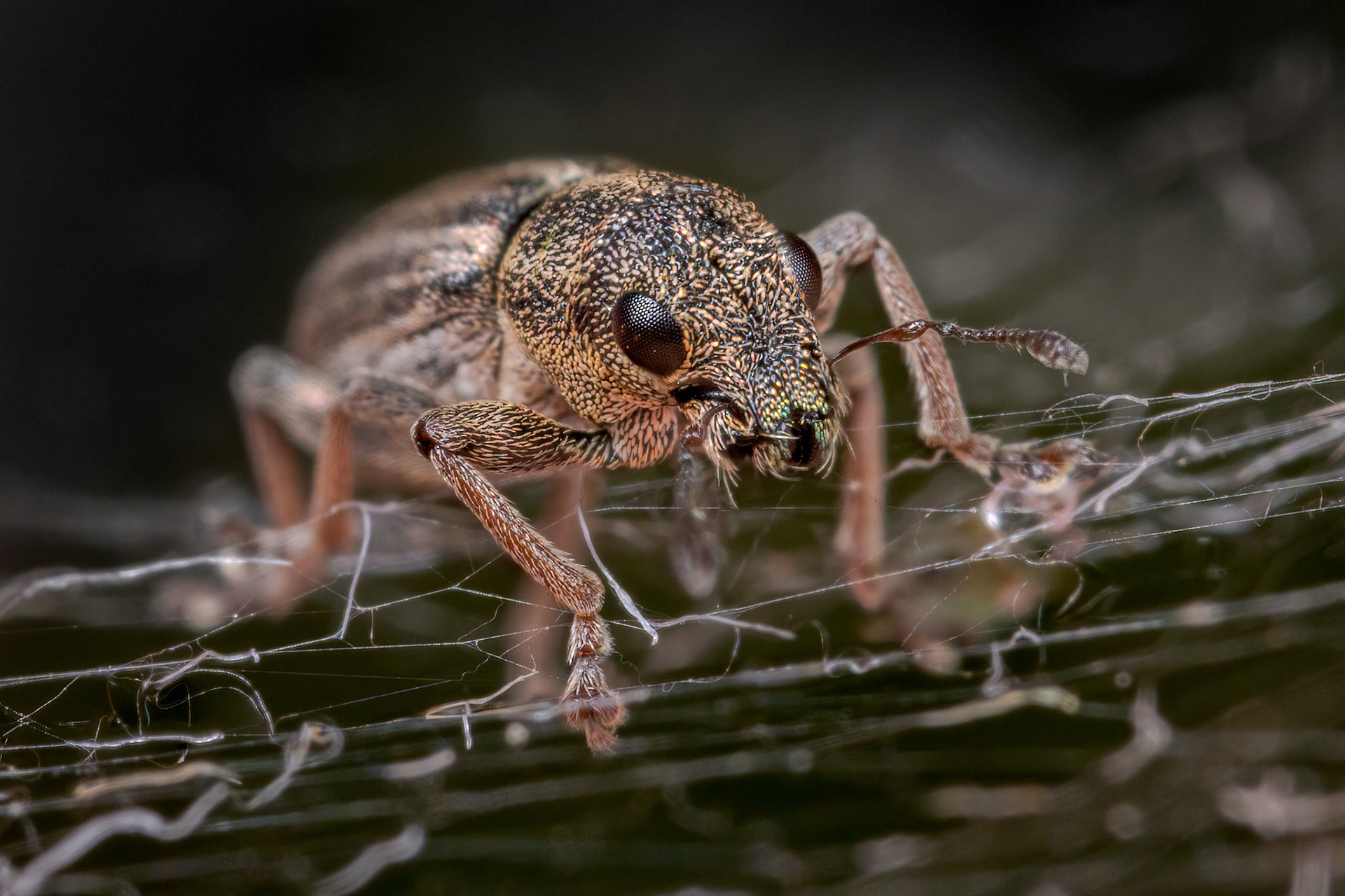 Pea-leaf Weevil (Sitona lineatus)
