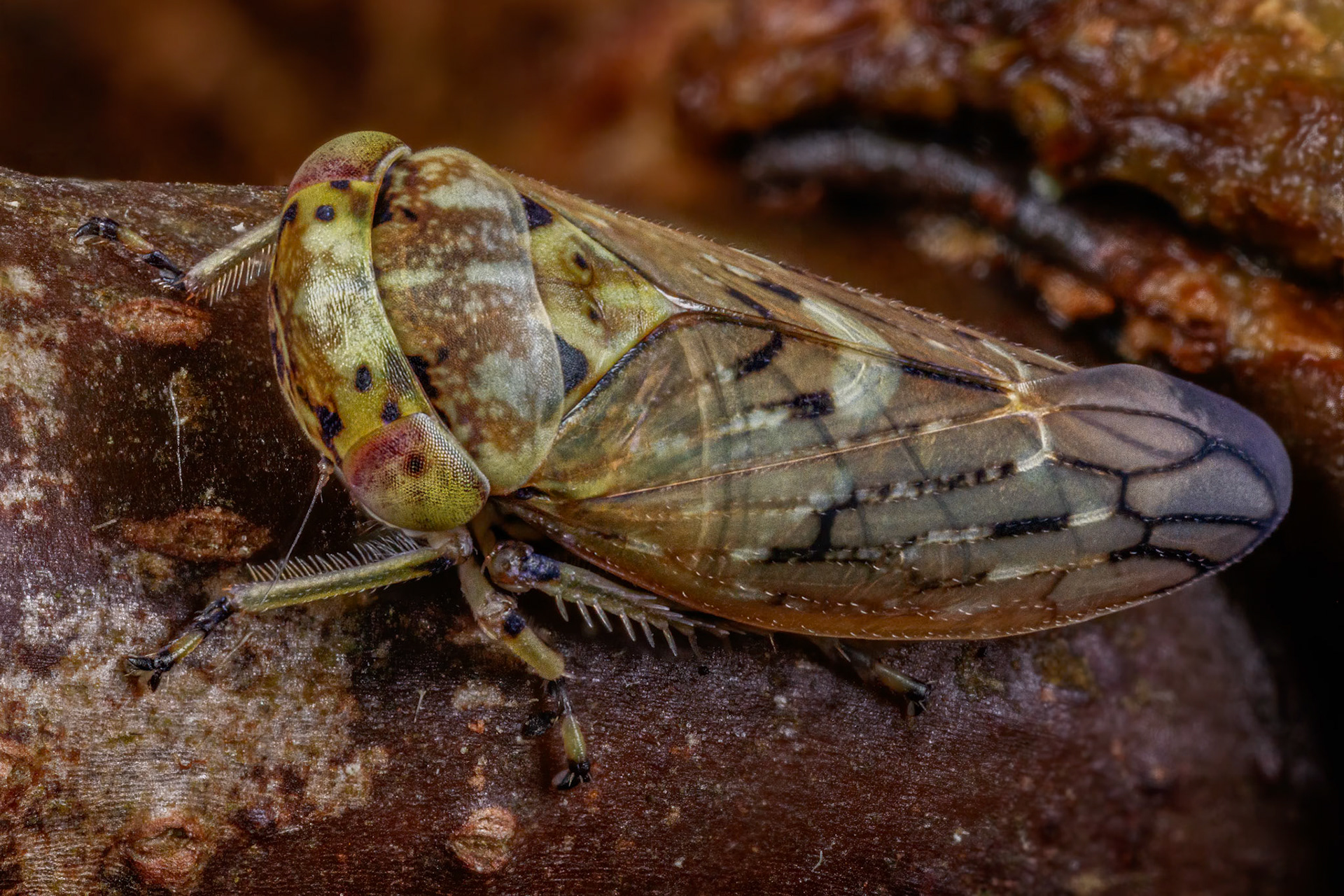 Unknown Leafhopper (Cicadellidae)