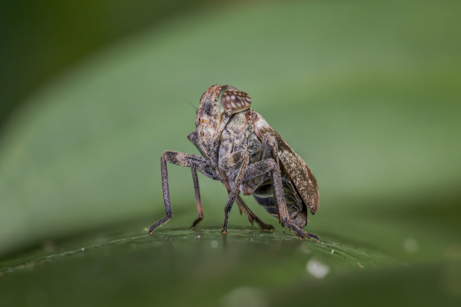 Plant Hopper (Superfamily Fulgoroidea)