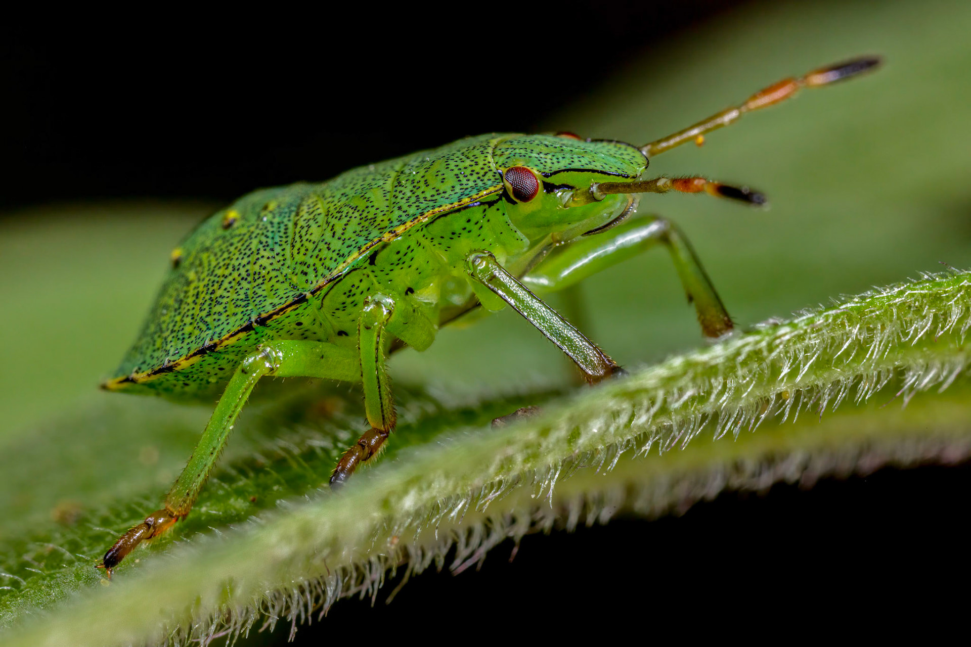 Common Green Shieldbug Nymph (Palomena prasina)