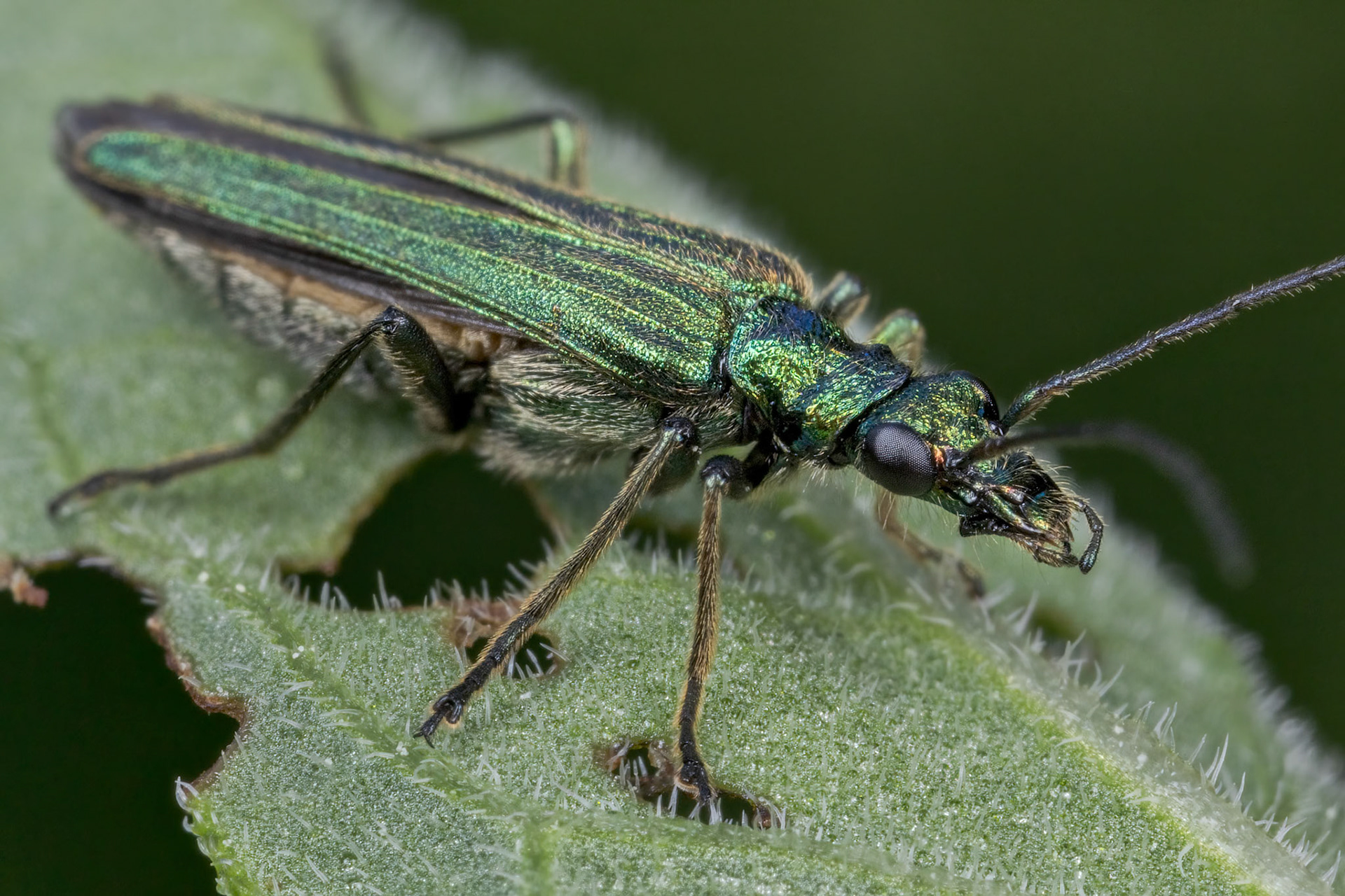 Thick-legged Flower Beetle (Oedemera nobilis)