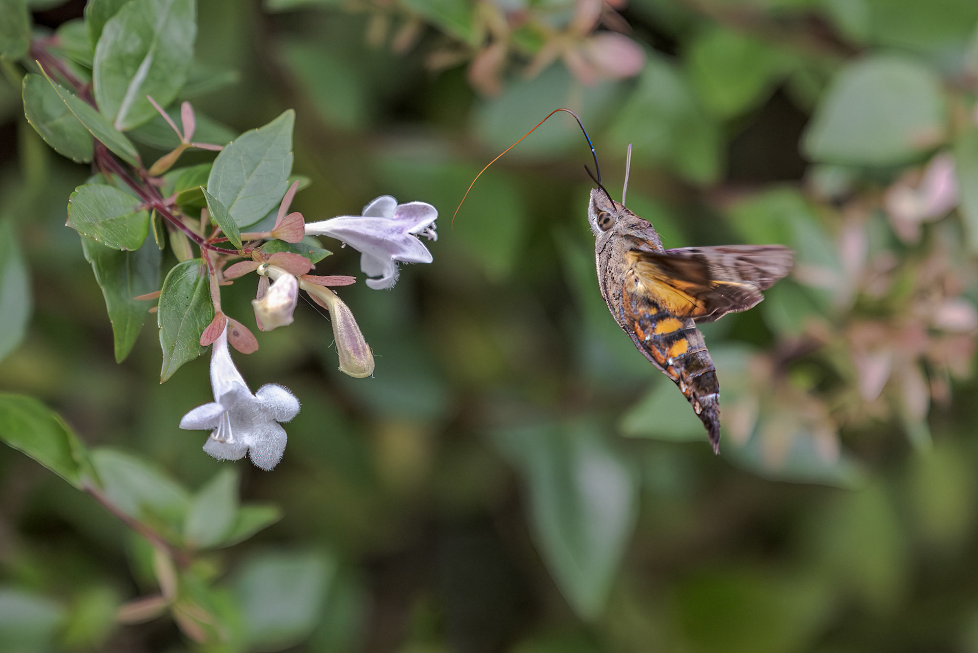 Maile Pilau Hornworm (Macroglossum pyrrhosticta)