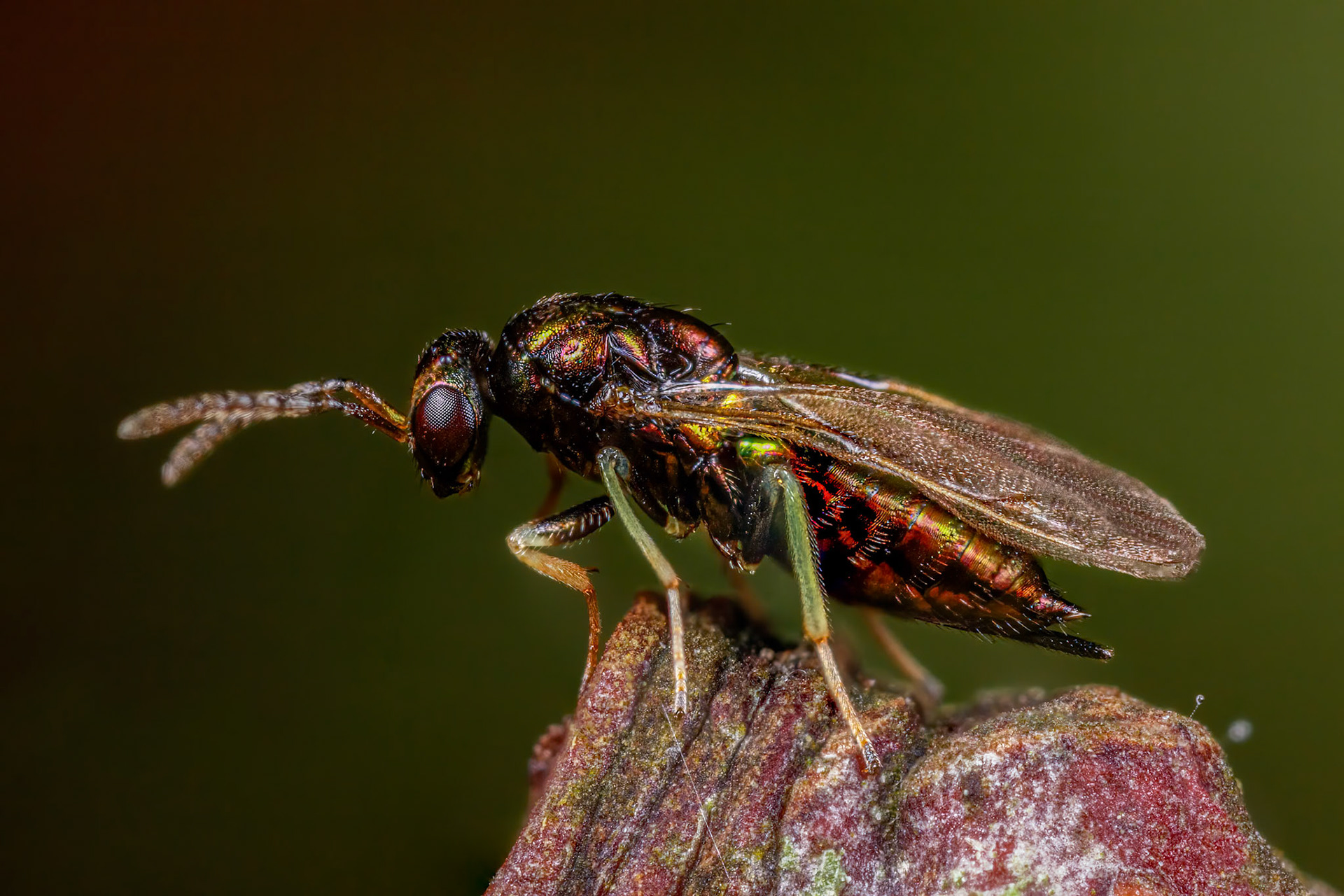 Pteromalidae Wasp