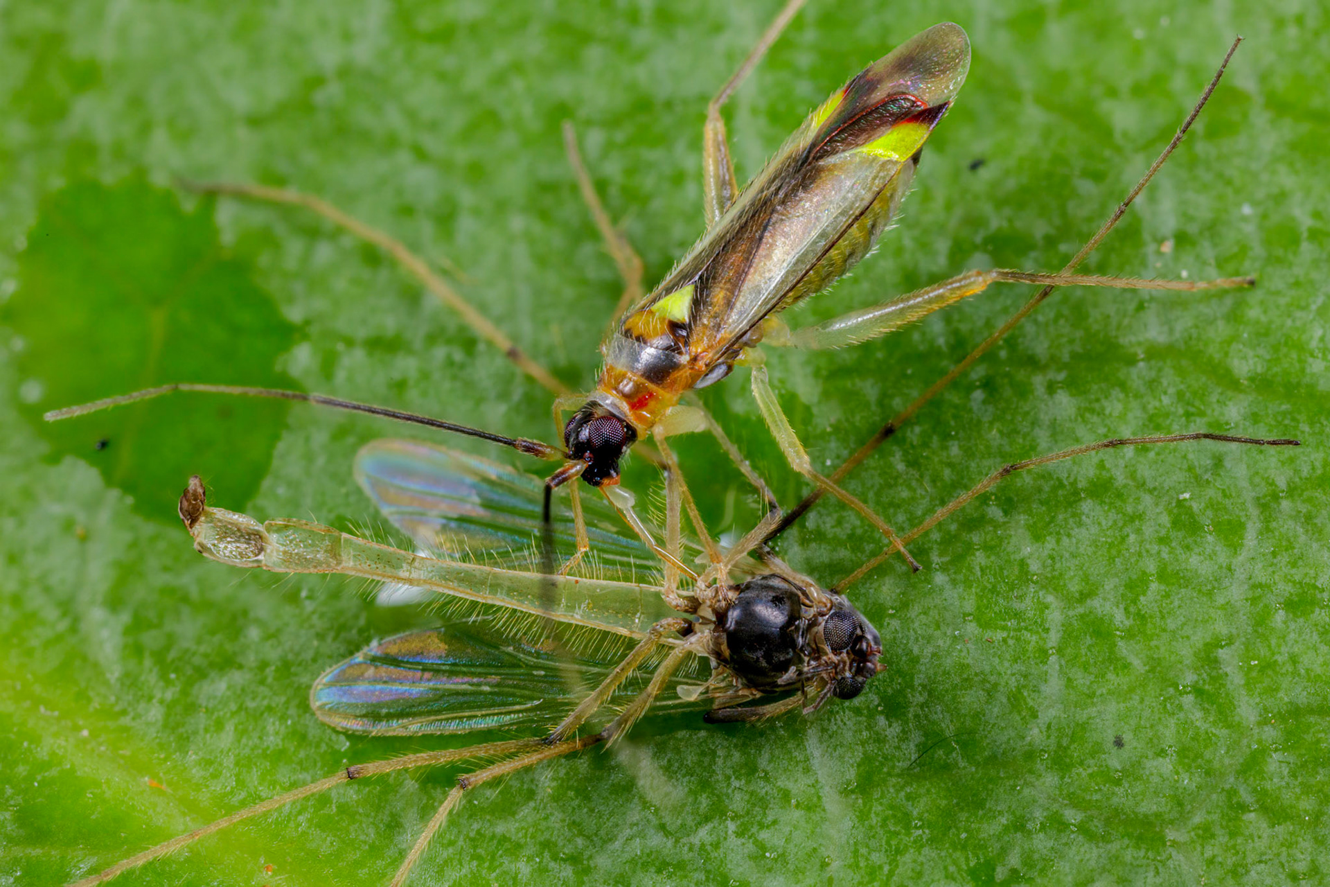 Campyloneura virgula