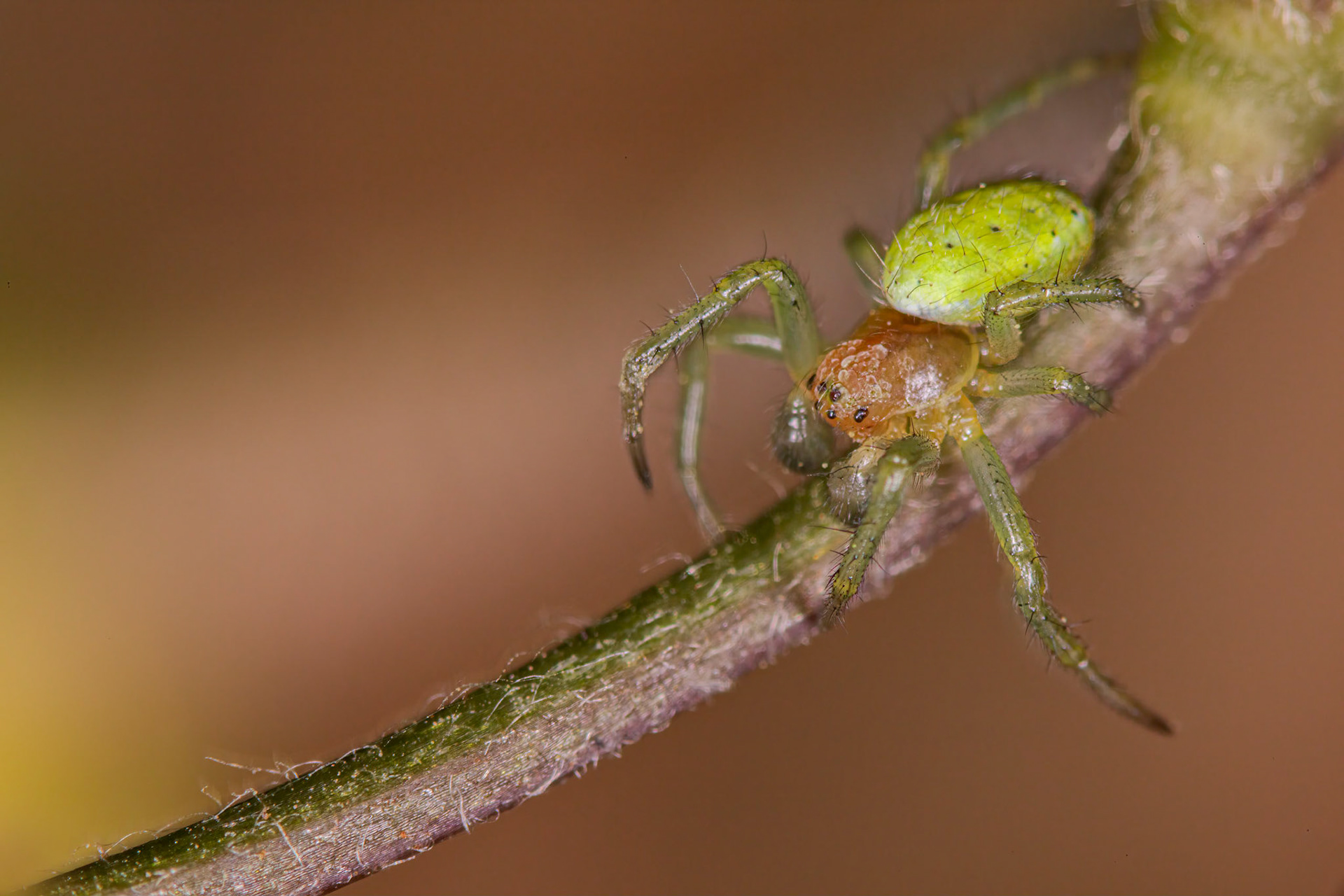 Cucumber Spider (Araniella cucurbitina)