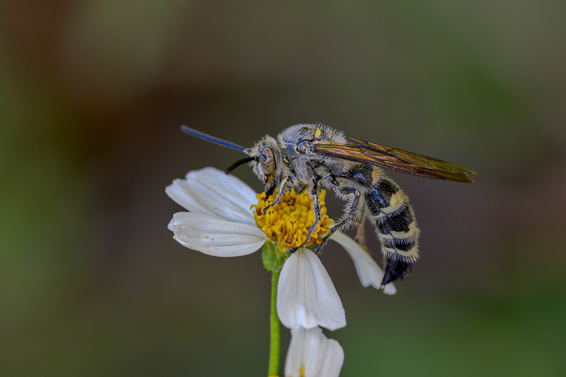 Feather-legged Scoliid Wasp (Dielis plumipes)