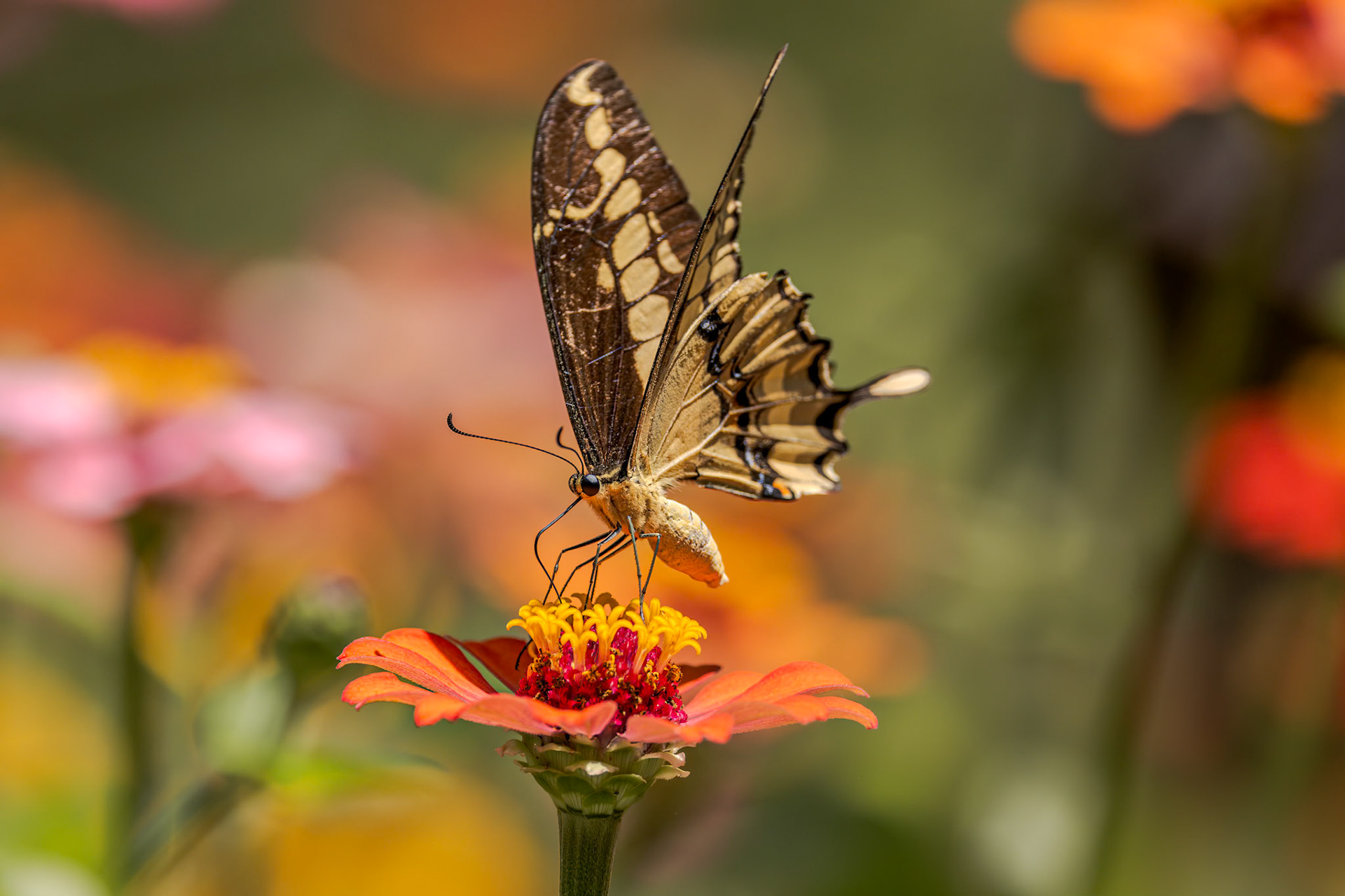 Thoas Swallowtail (Heraclides thoas)