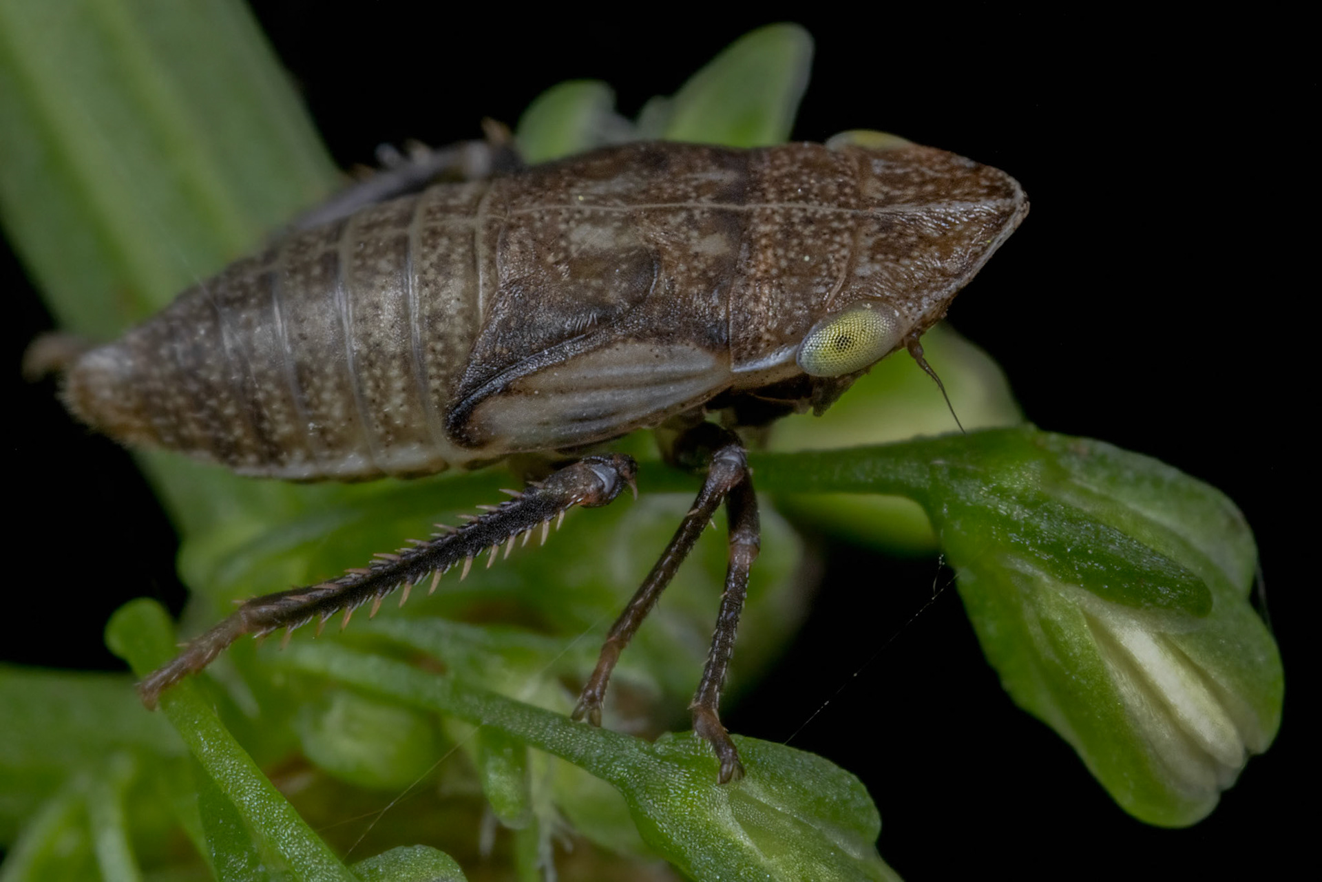 Leafhopper Nymph (Cicadellidae)