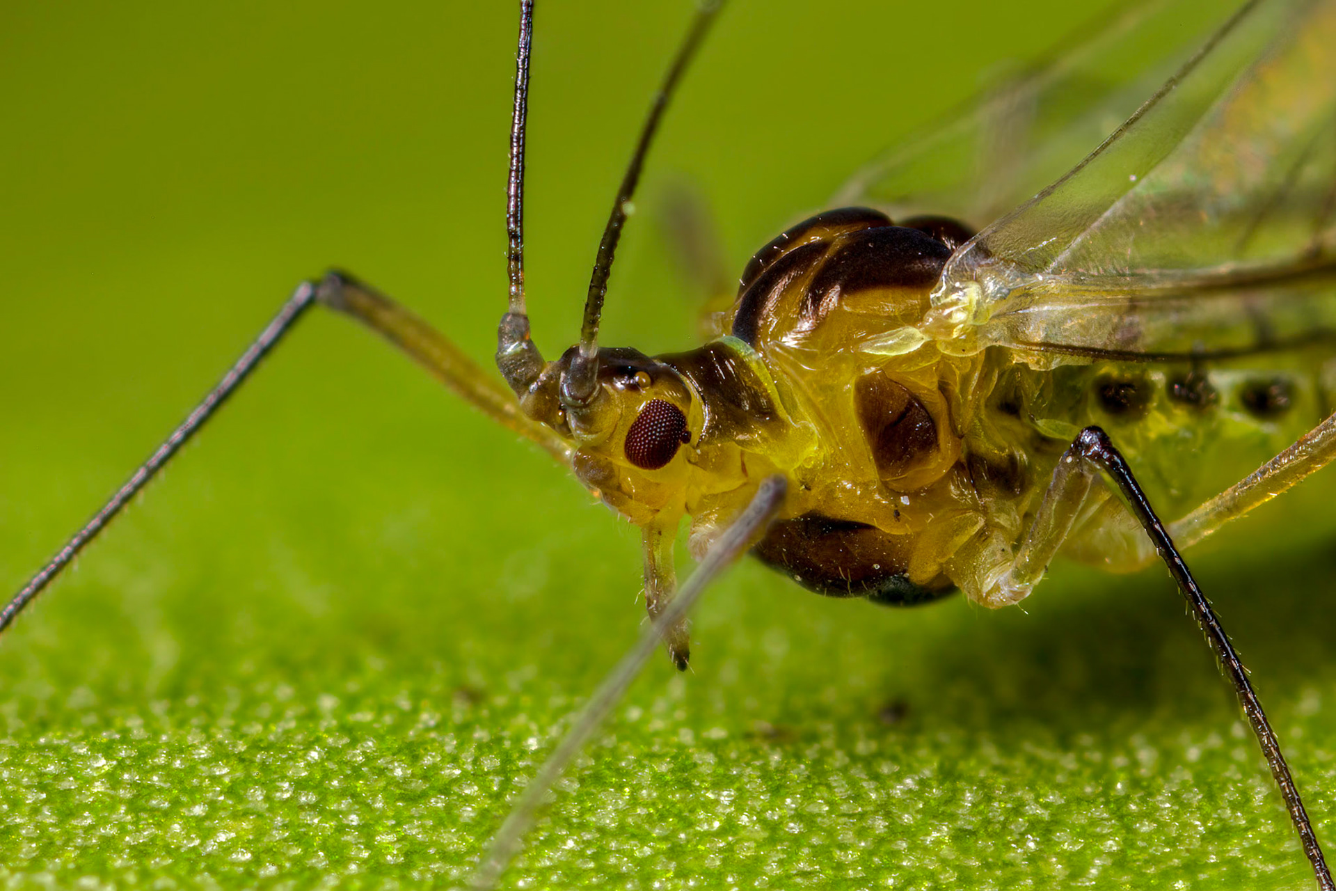 Common sycamore aphid