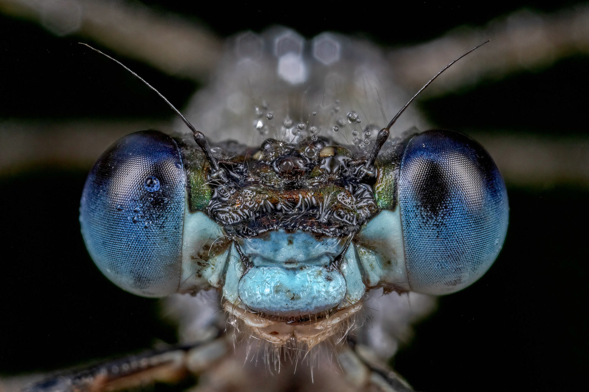 Emerald Damselfly (Lestes sponsa)