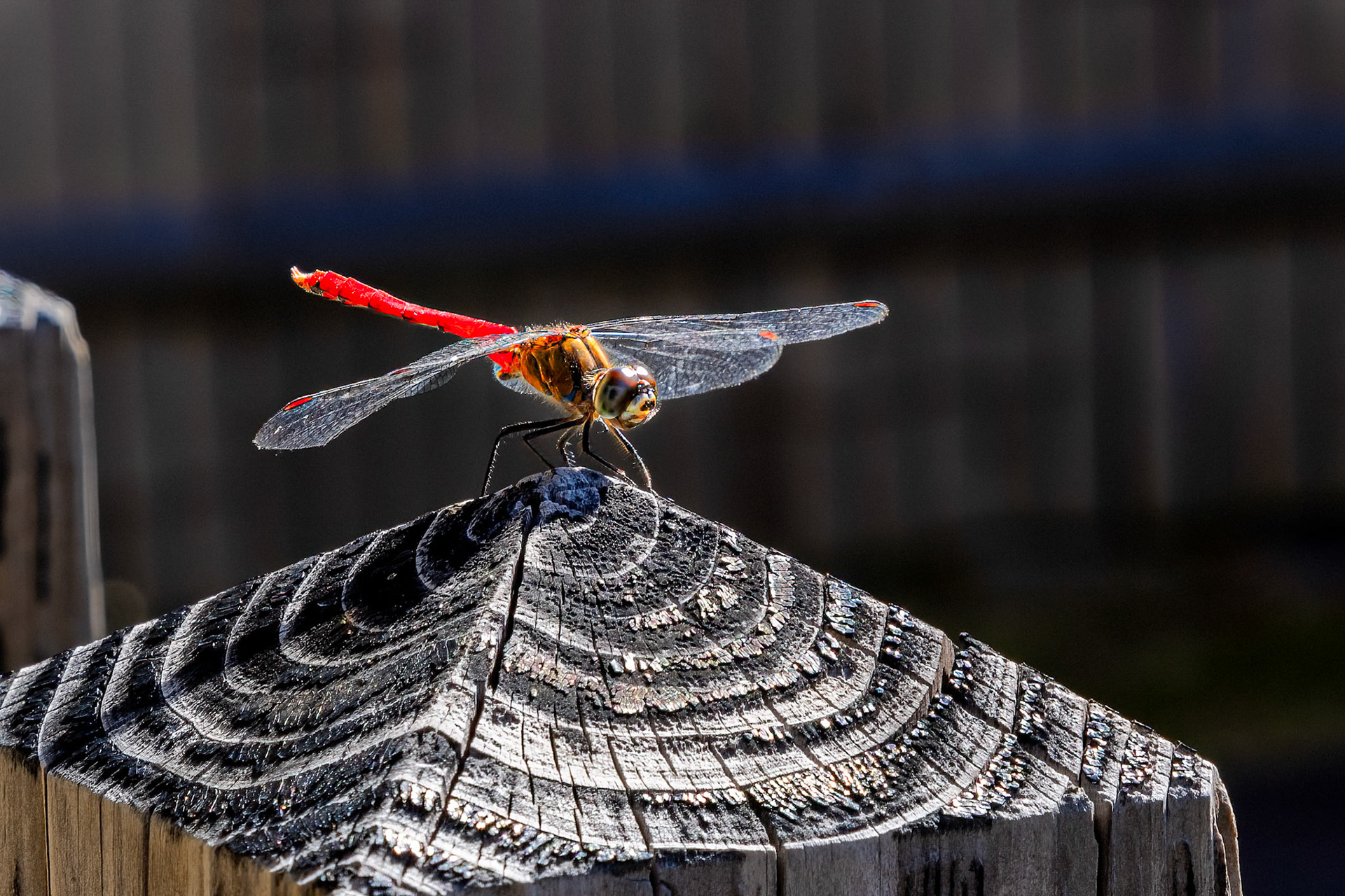 Four-tipped Darter (Sympetrum eroticum)