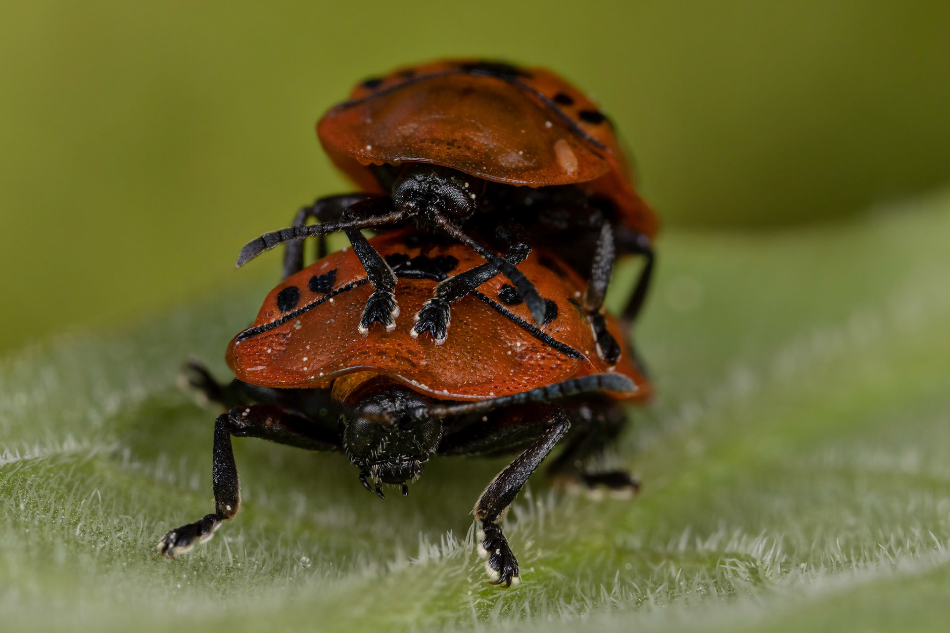 Fleabane Tortoise Beetle (Cassida murraea)