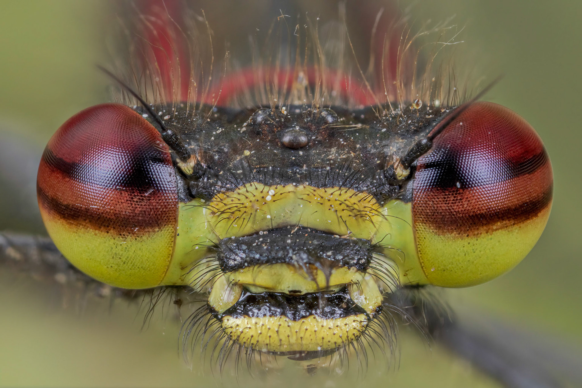 Large Red Damselfly (Pyrrhosoma nymphula)