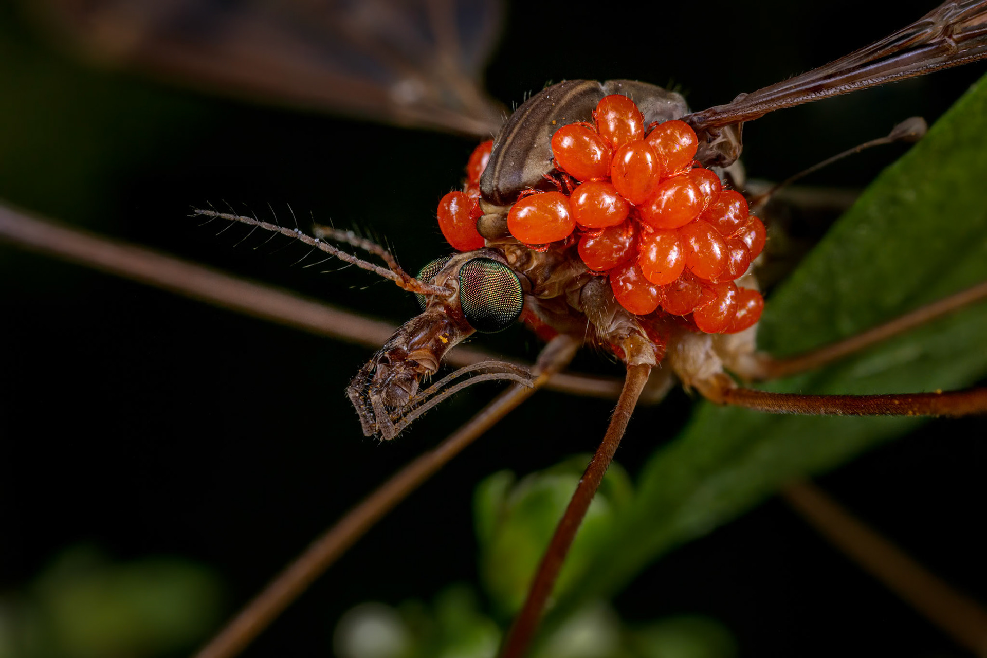 Crane Fly Feast