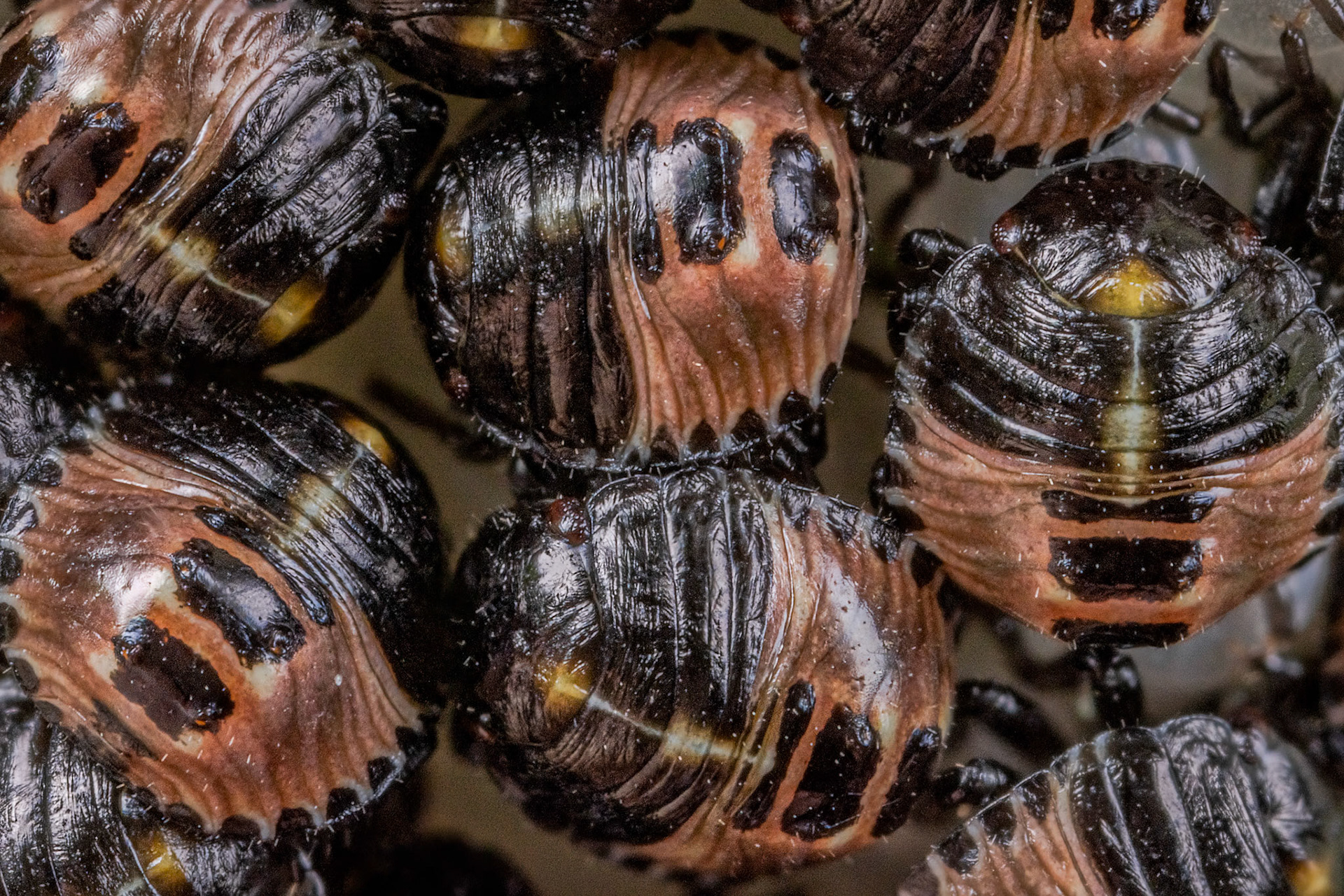 Common Green Shieldbug Nymph (Palomena prasina)