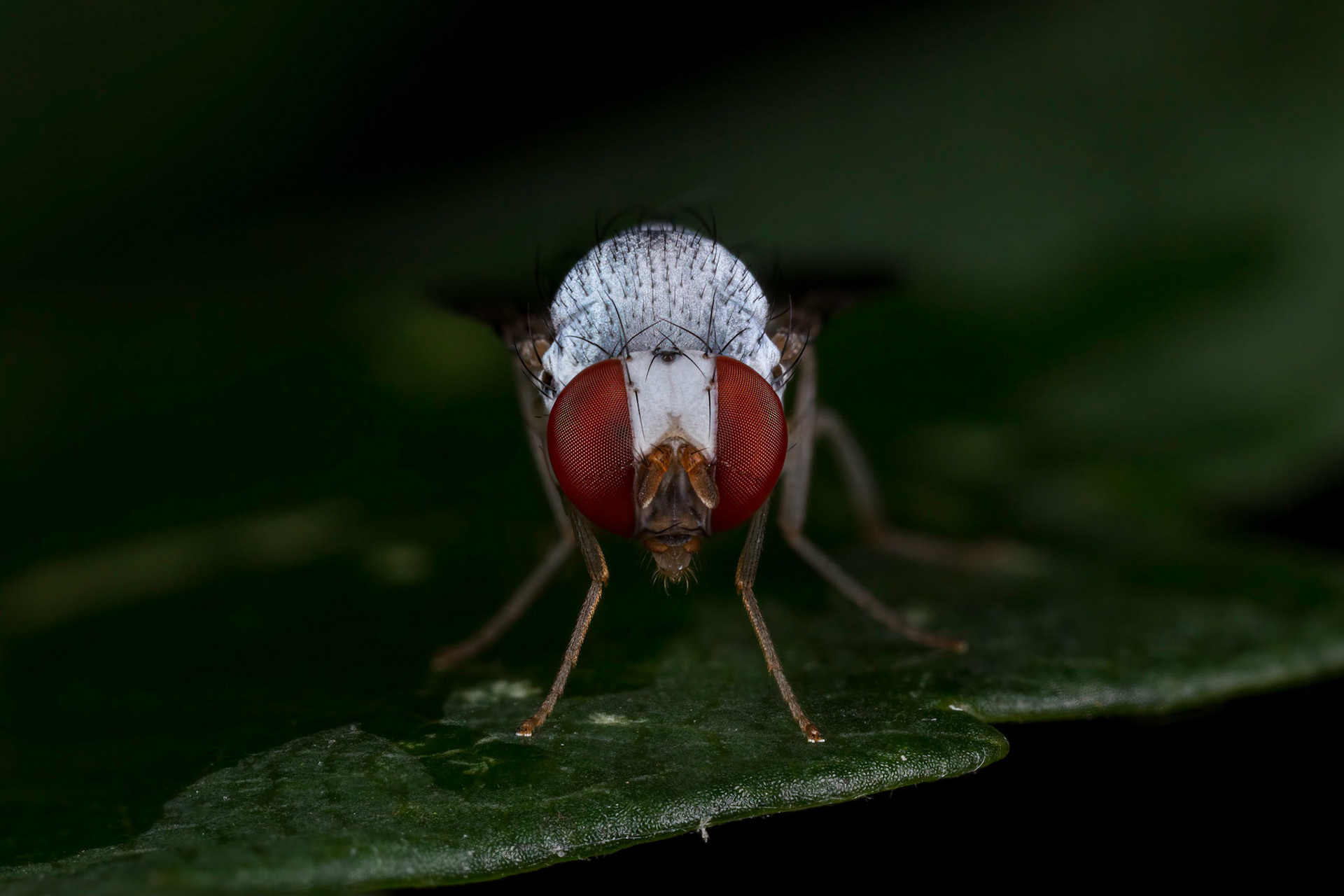 Fly (Diptera)