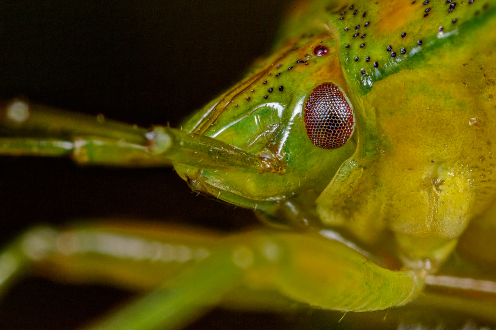 Birch Shieldbug (Elasmostethus interstinctus)