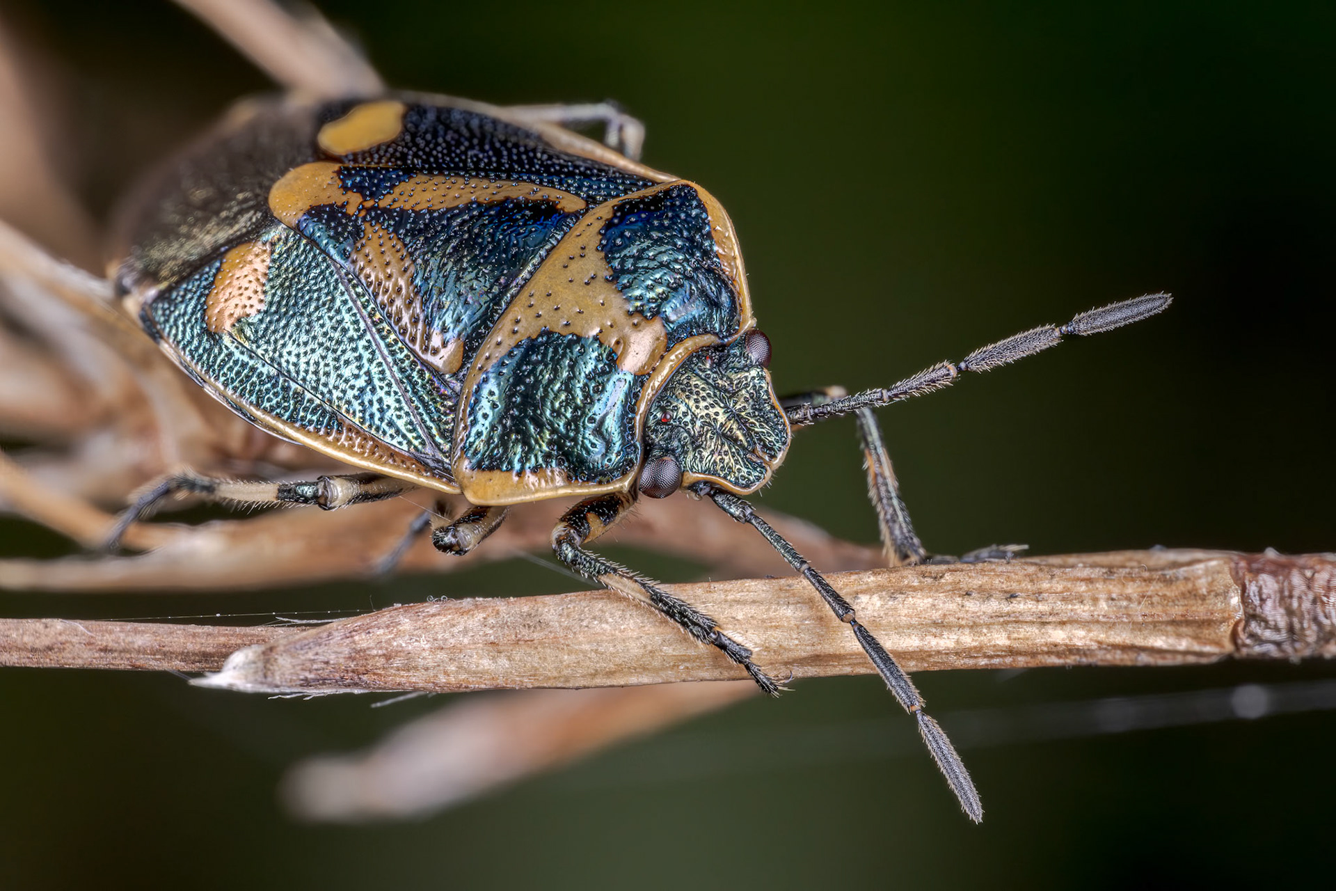 Brassica Shieldbug (Eurydema oleracea)