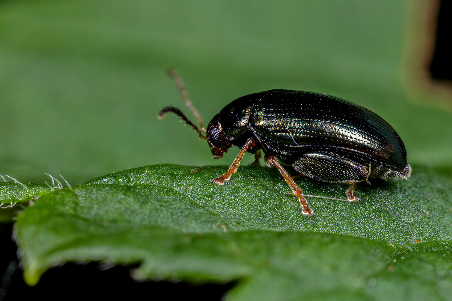 Flea Beetle (Alticini)