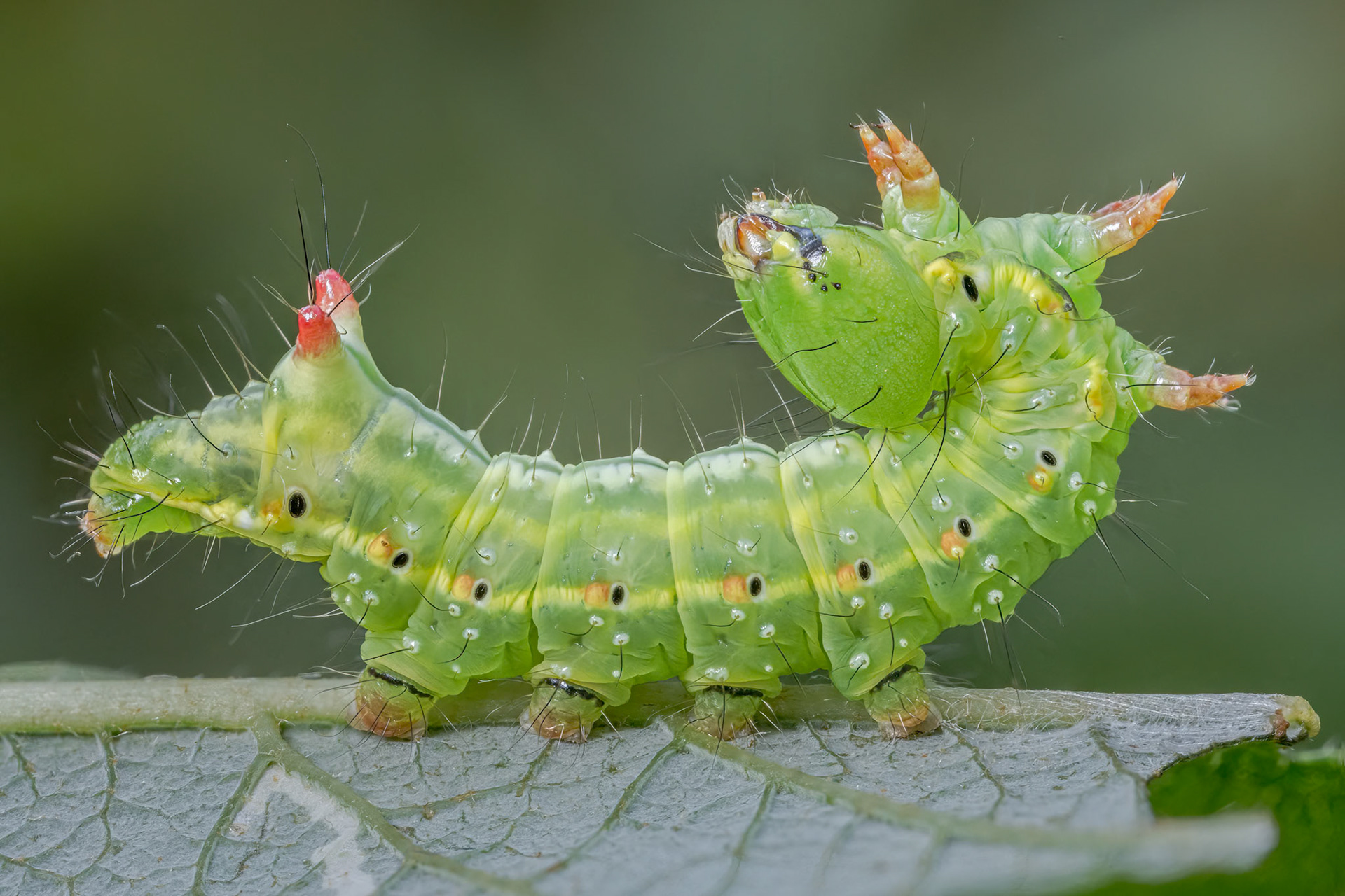 Coxcomb Prominent caterpillar (Ptilodon capucina)