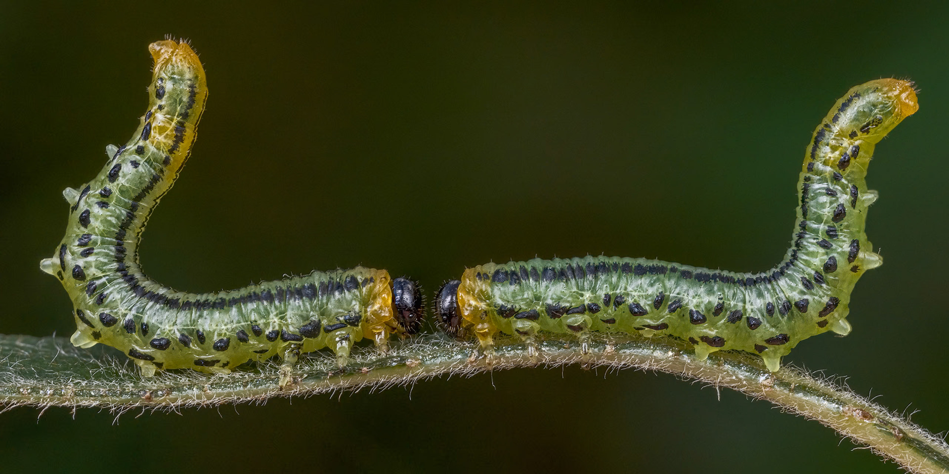 Lunch on a leaf