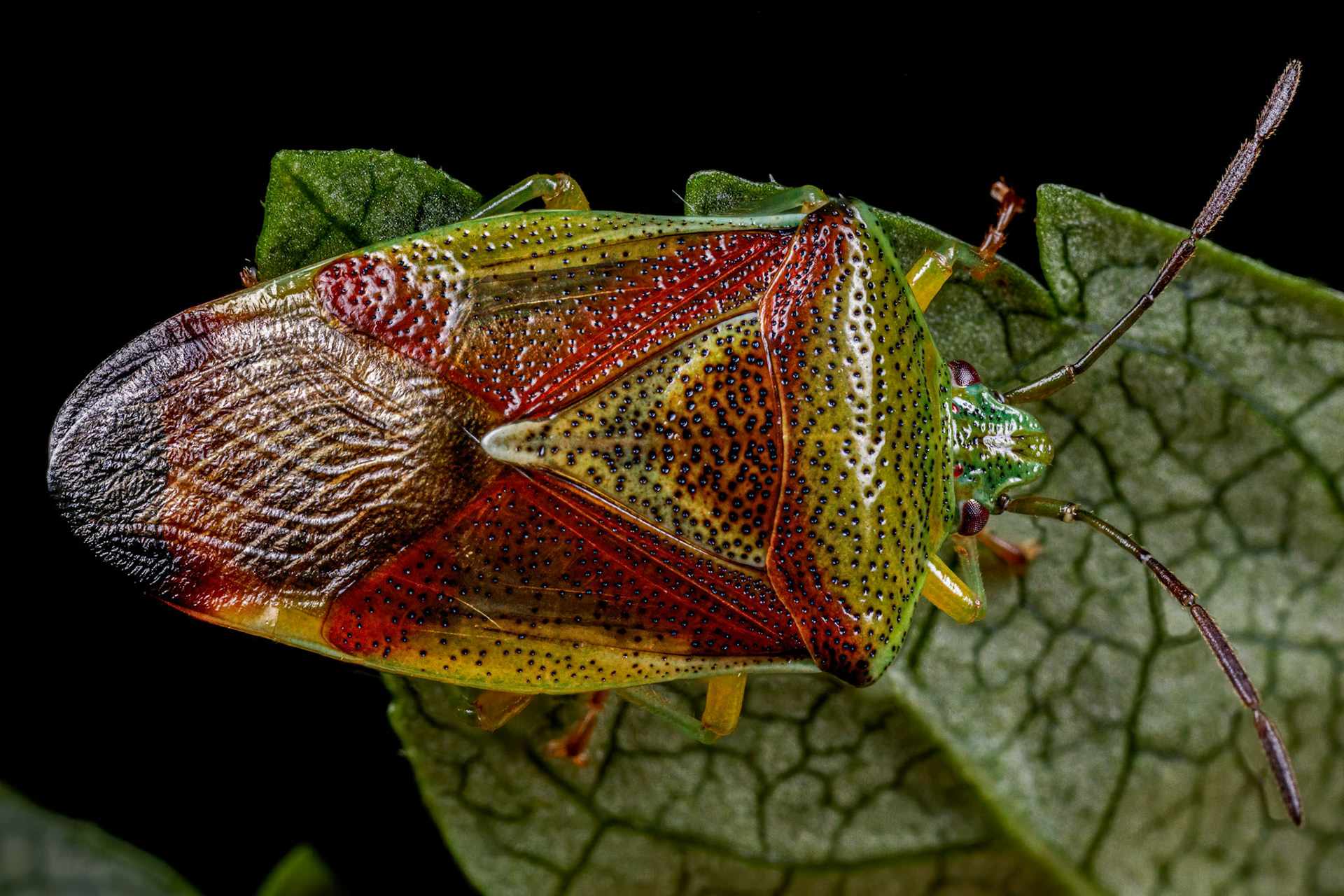 Birch Shieldbug (Elasmostethus interstinctus)
