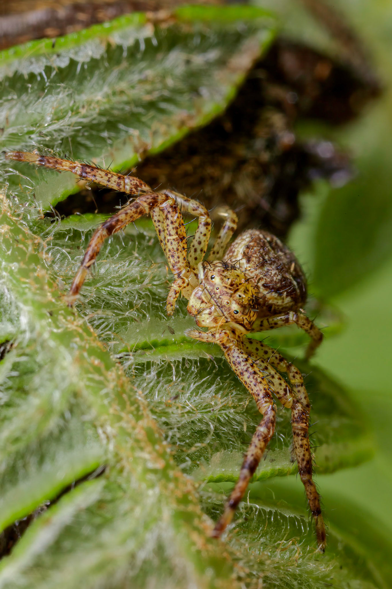 Ground Crab Spider (Xysticus)